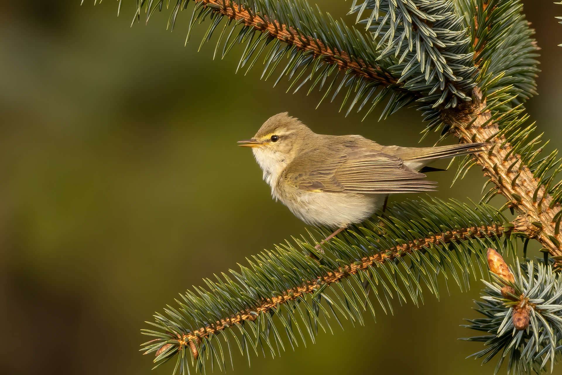 Willow Warbler