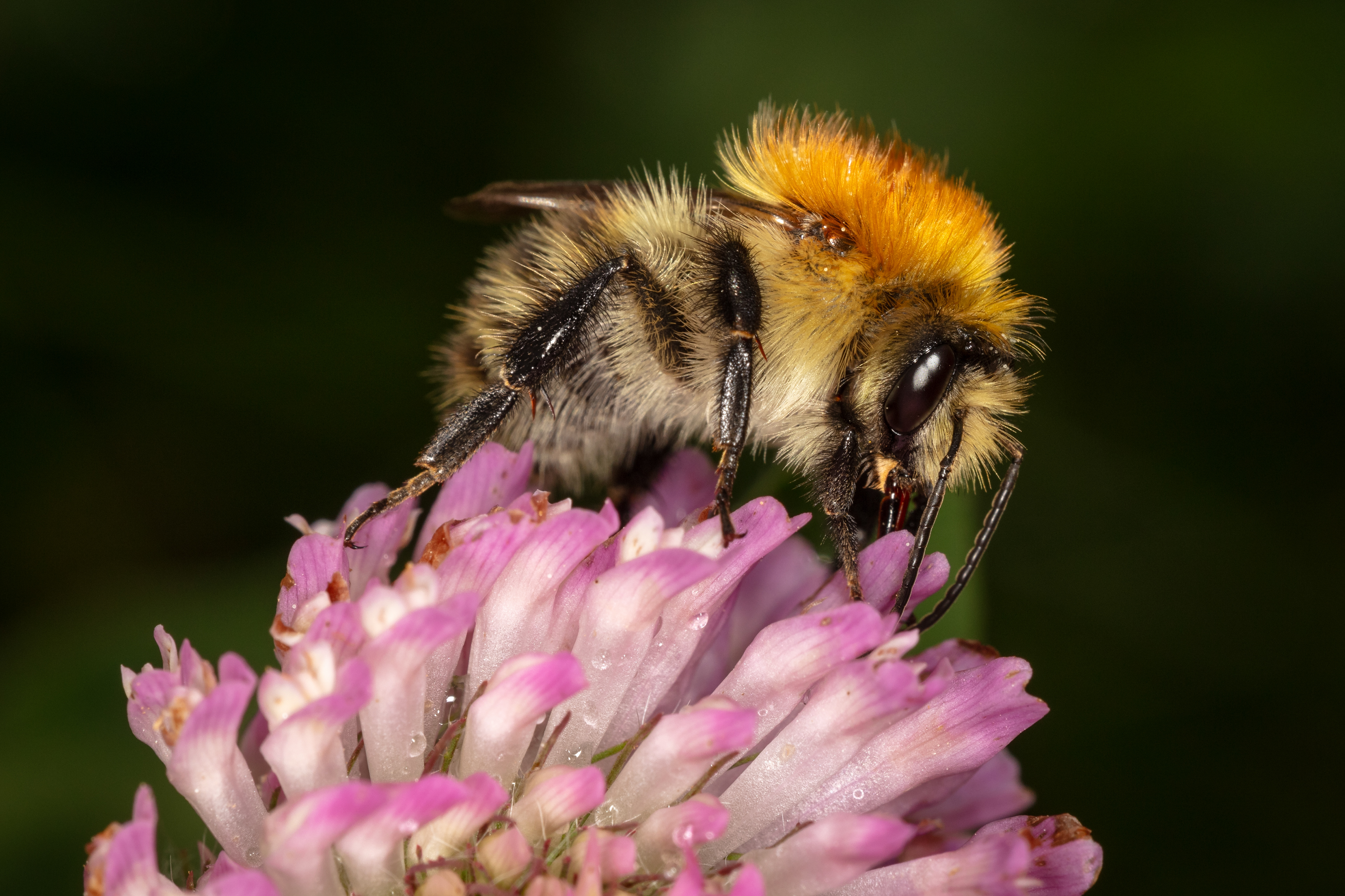 Common carder bee (Bombus pascuorum)