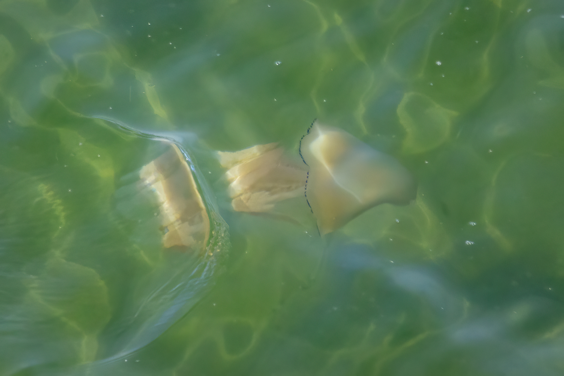 Barrel Jellyfish