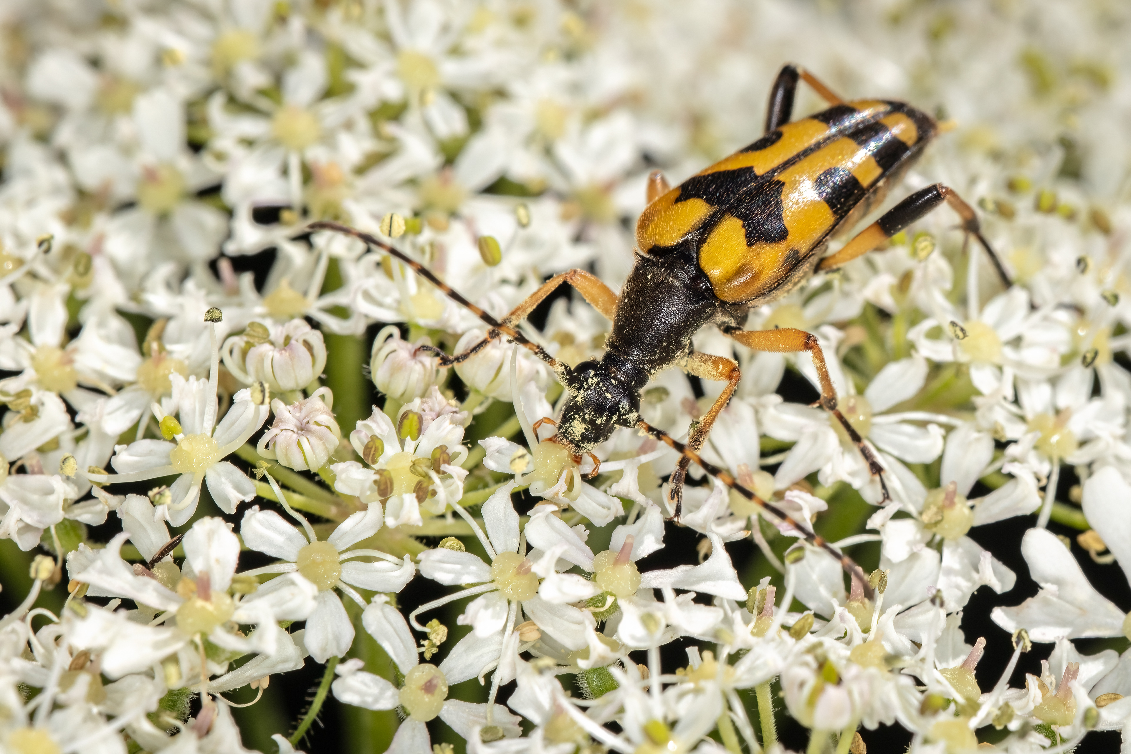 Spotted Longhorn Beetle