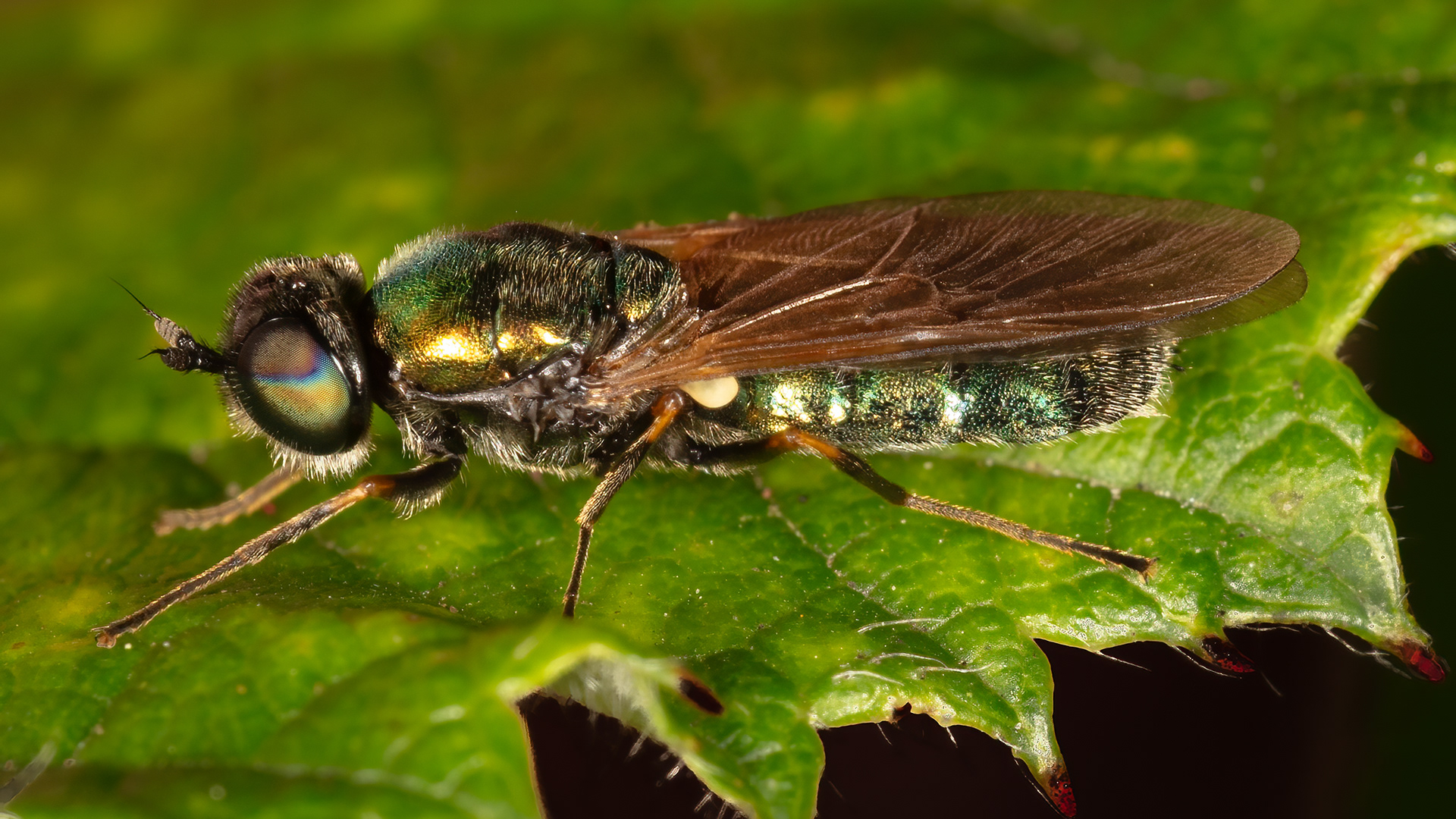 Soldier Fly (Chloromyia formosa)