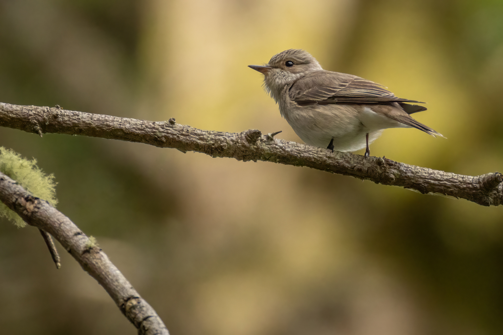Spotted Flycatcher