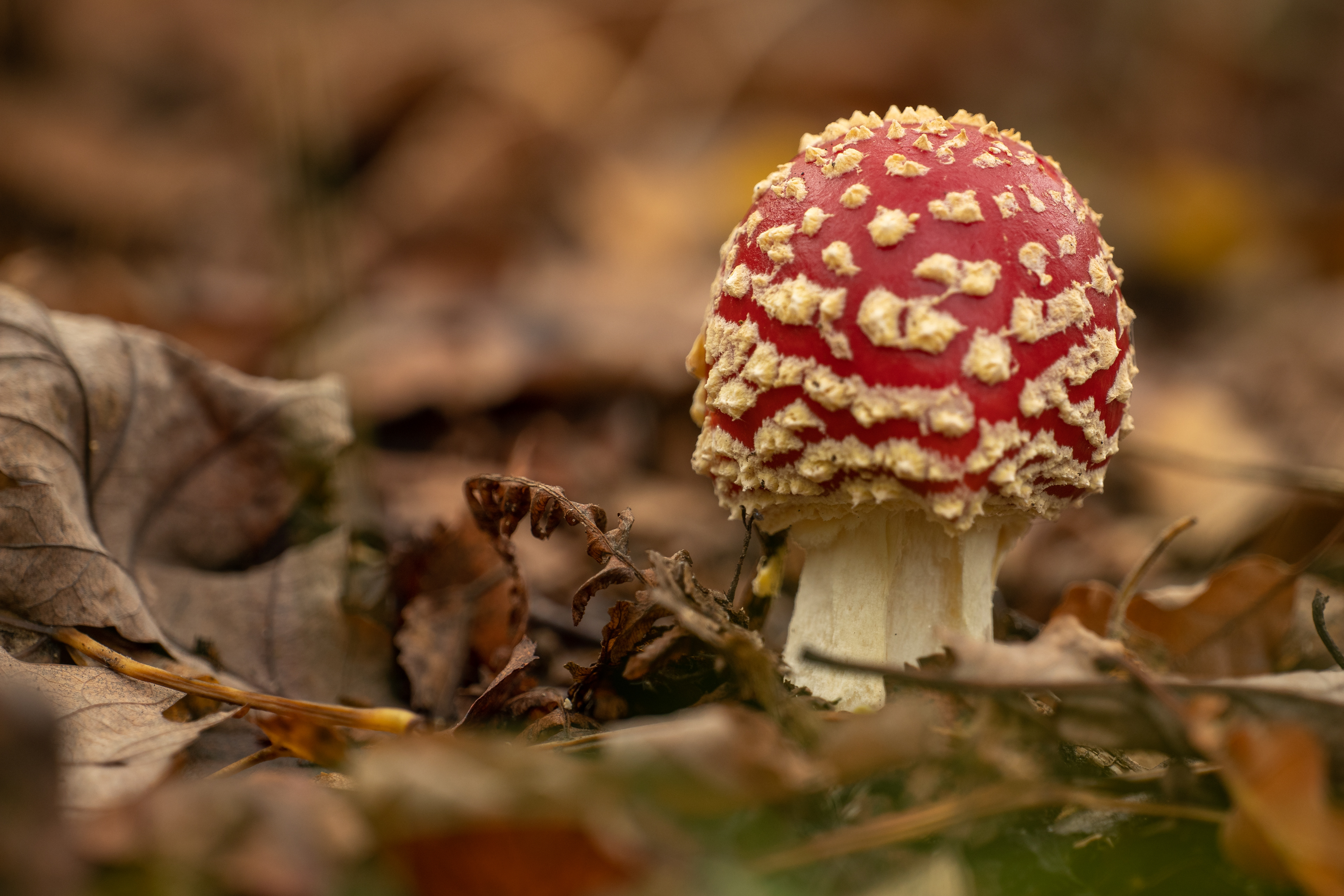 Fly Agaric