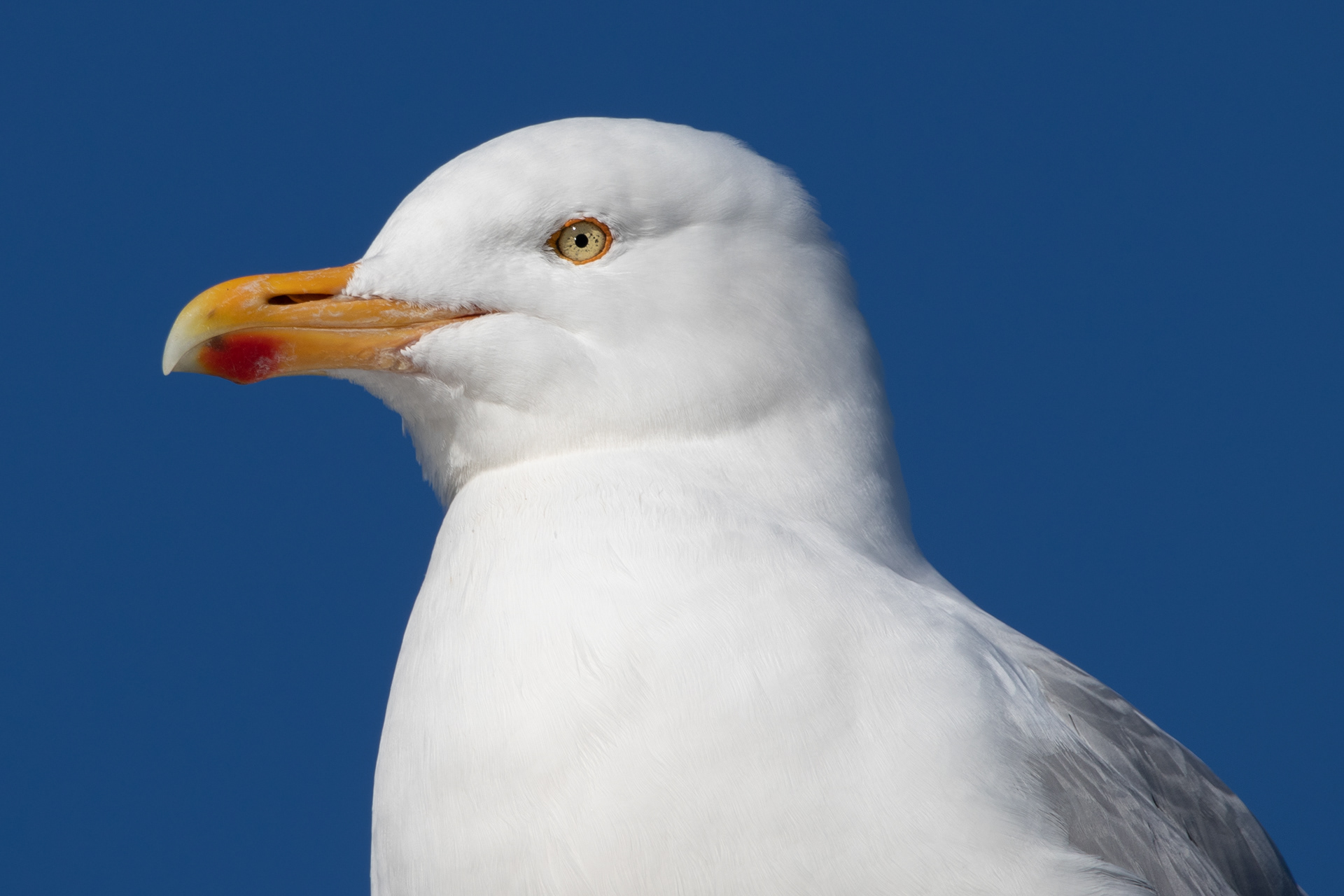 Herring Gull