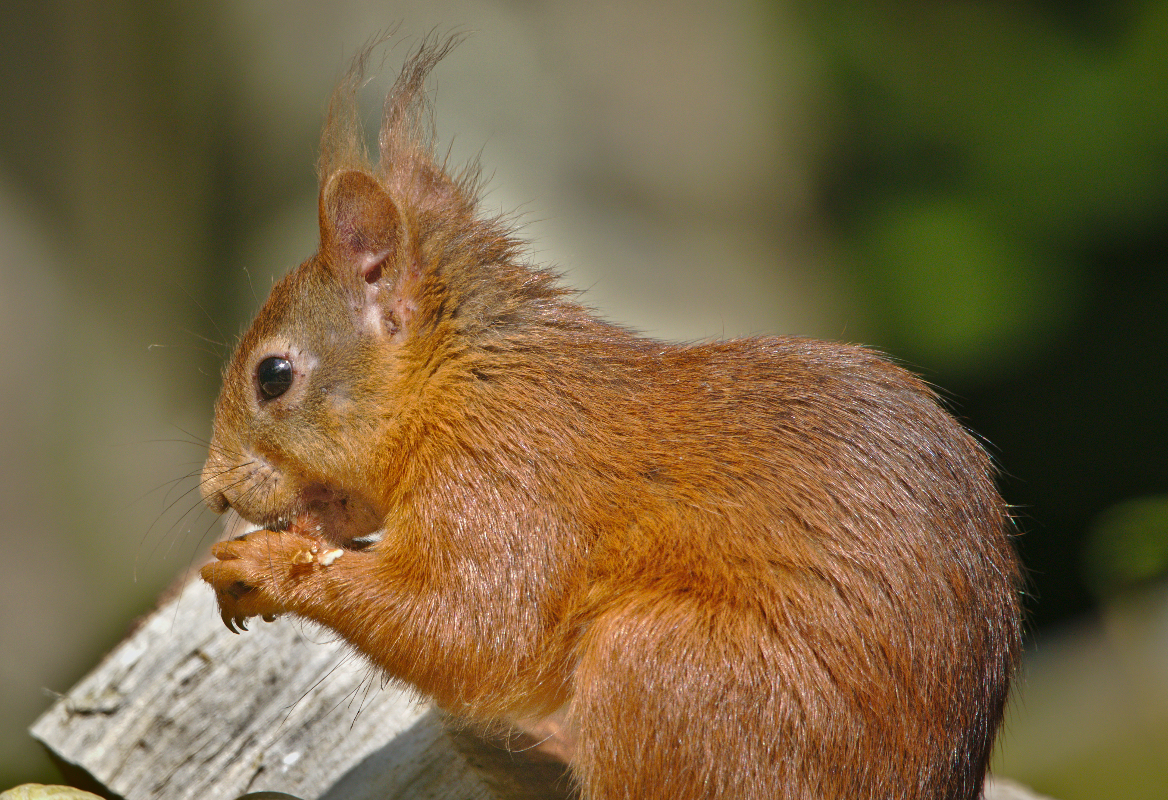 Red Squirrel 