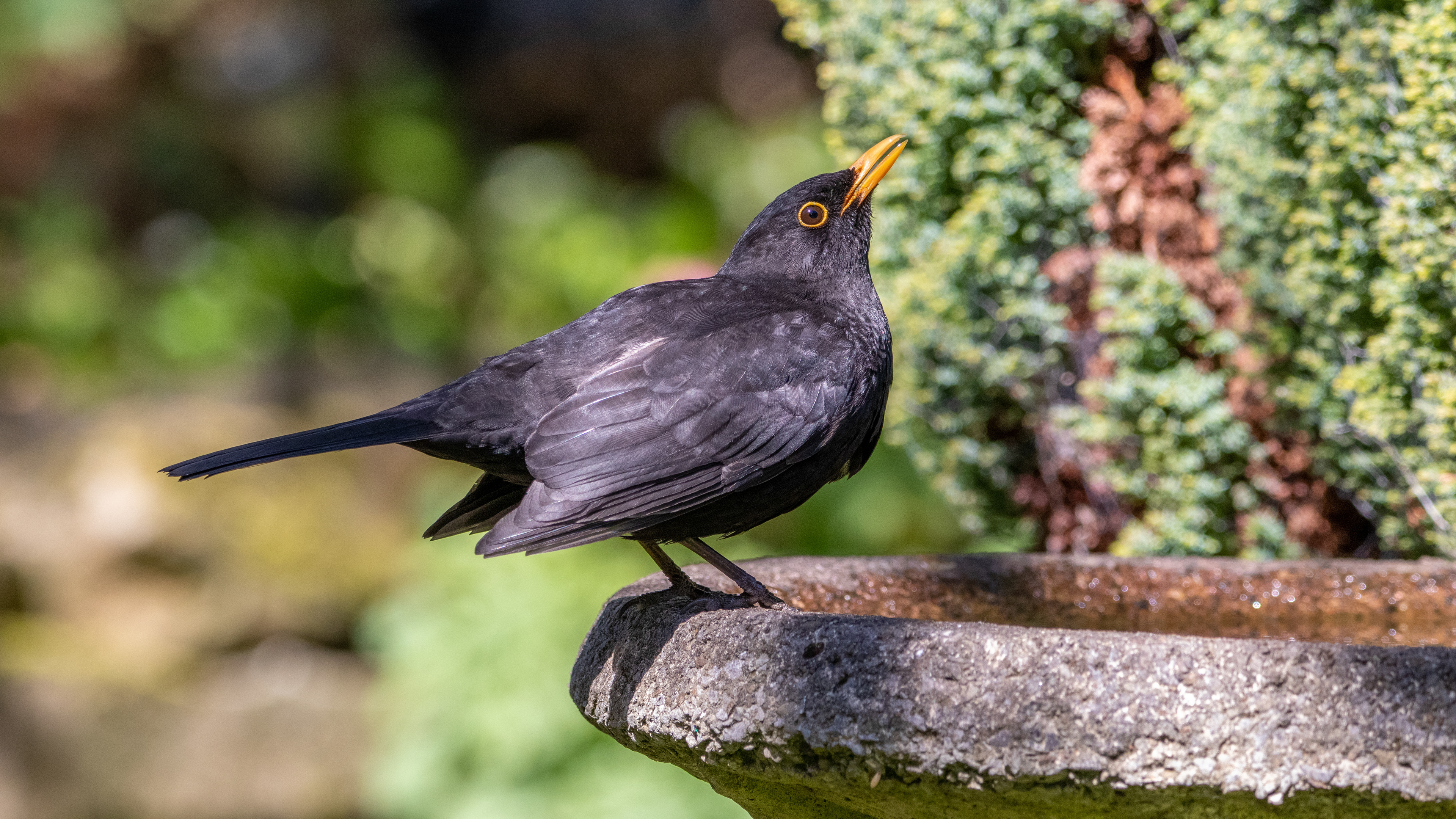 Blackbird (male)