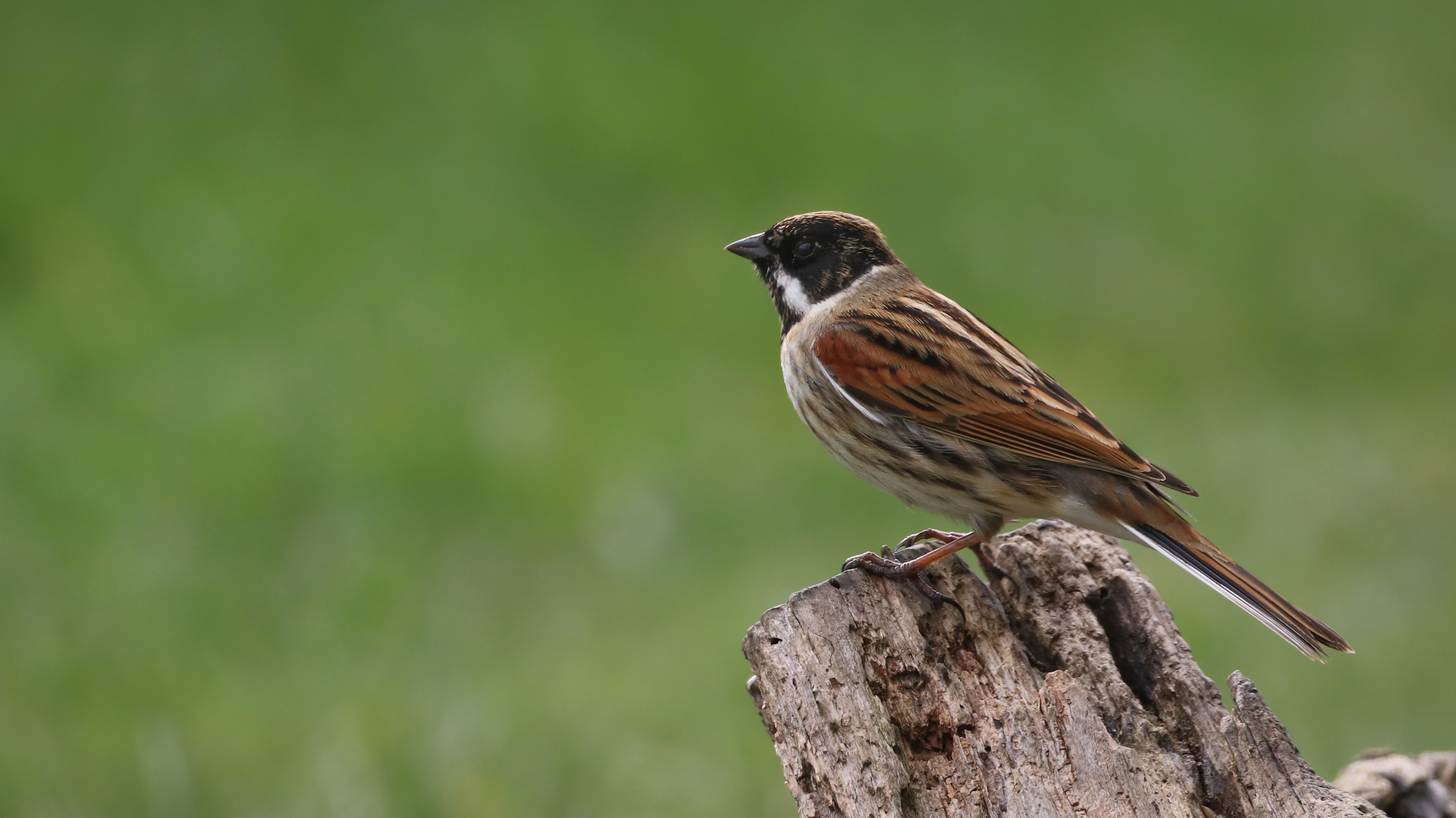 Reed Bunting (male)