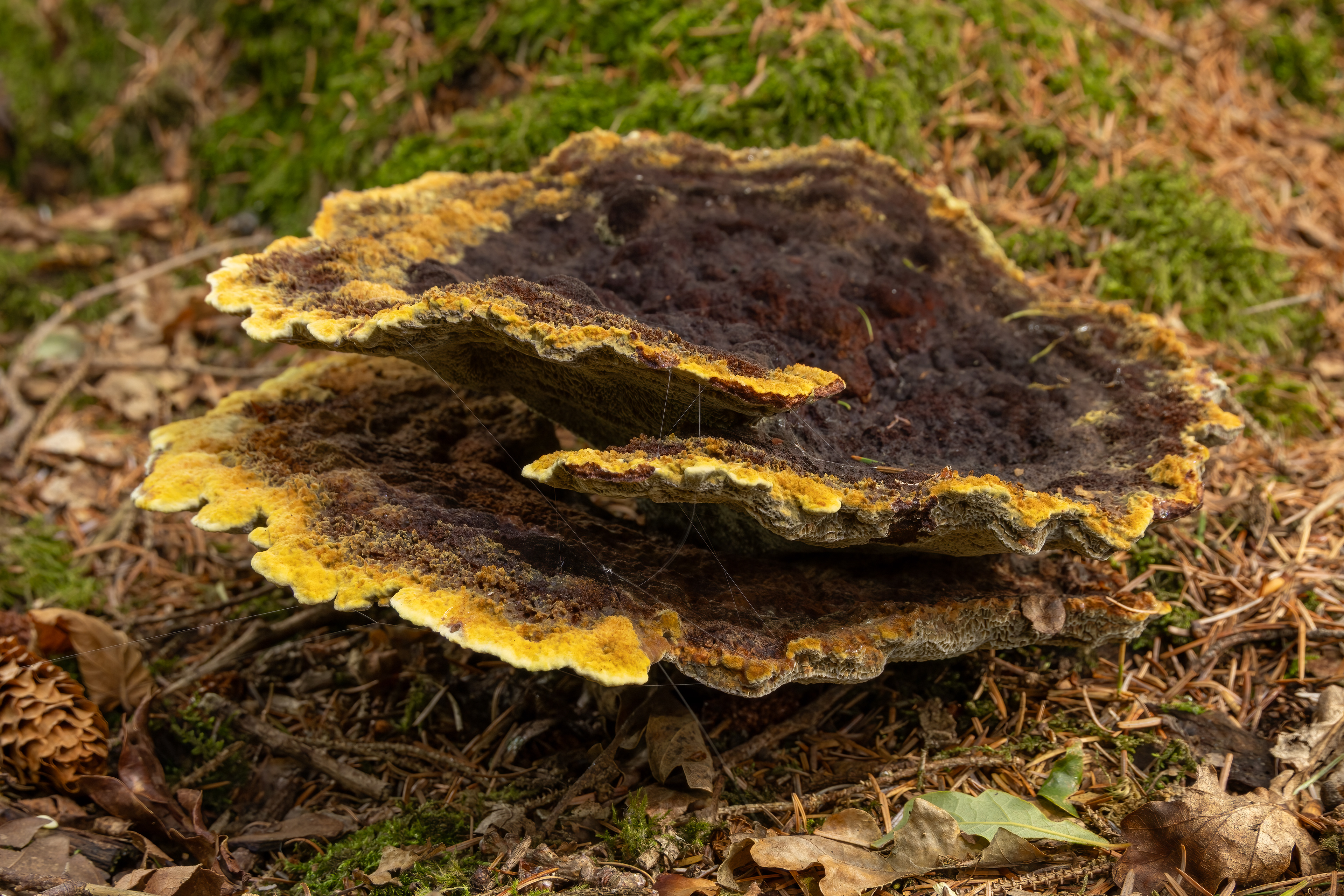 Dyer's Polypore (Velvet-Top)
