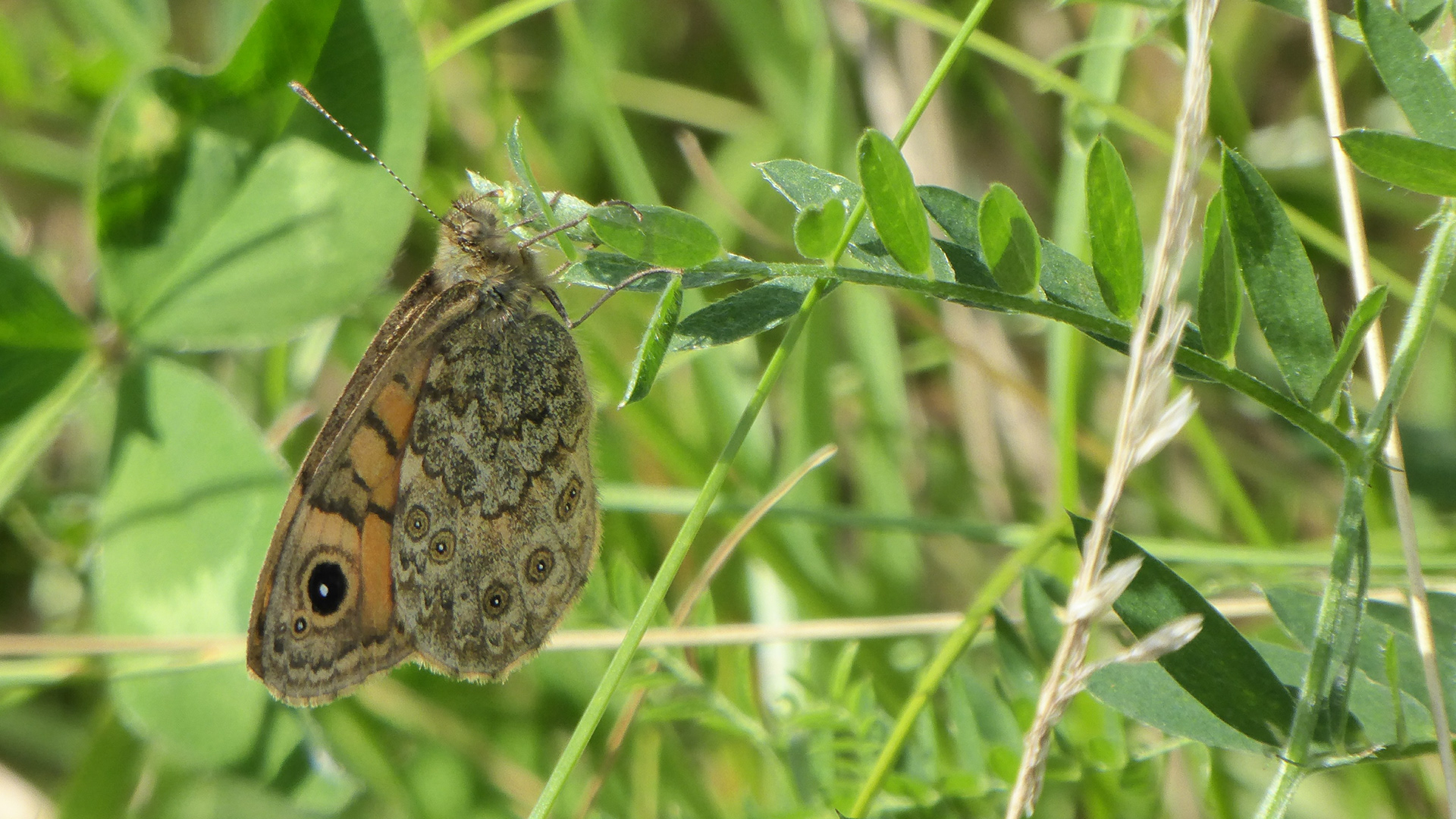 Wall Butterfly
