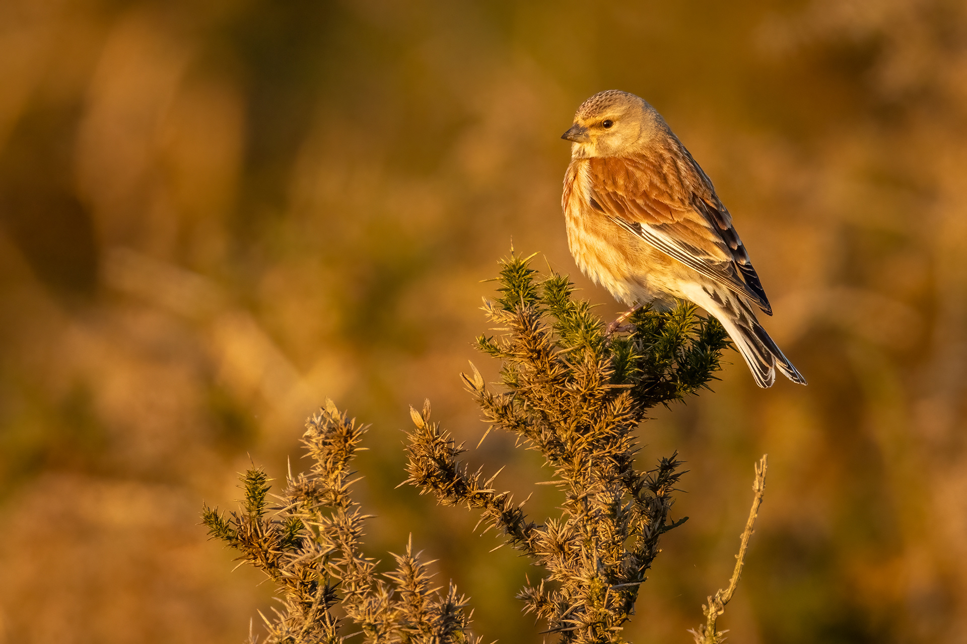 Linnet (male)