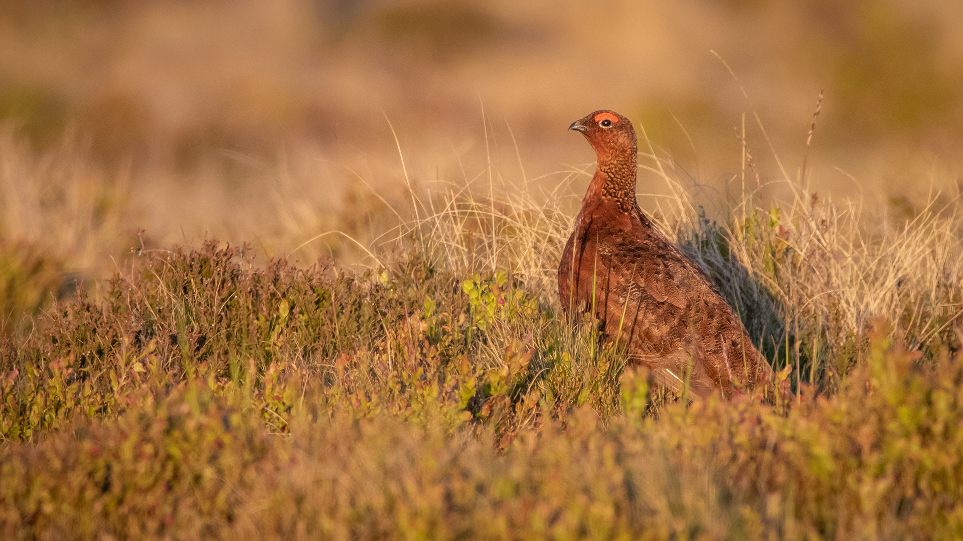 Red Grouse