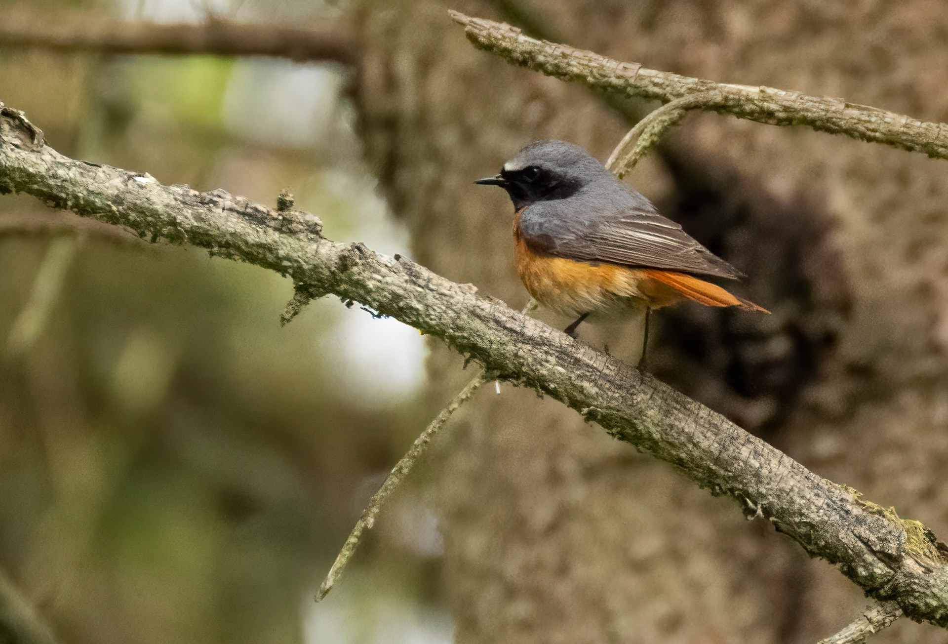 Common Redstart