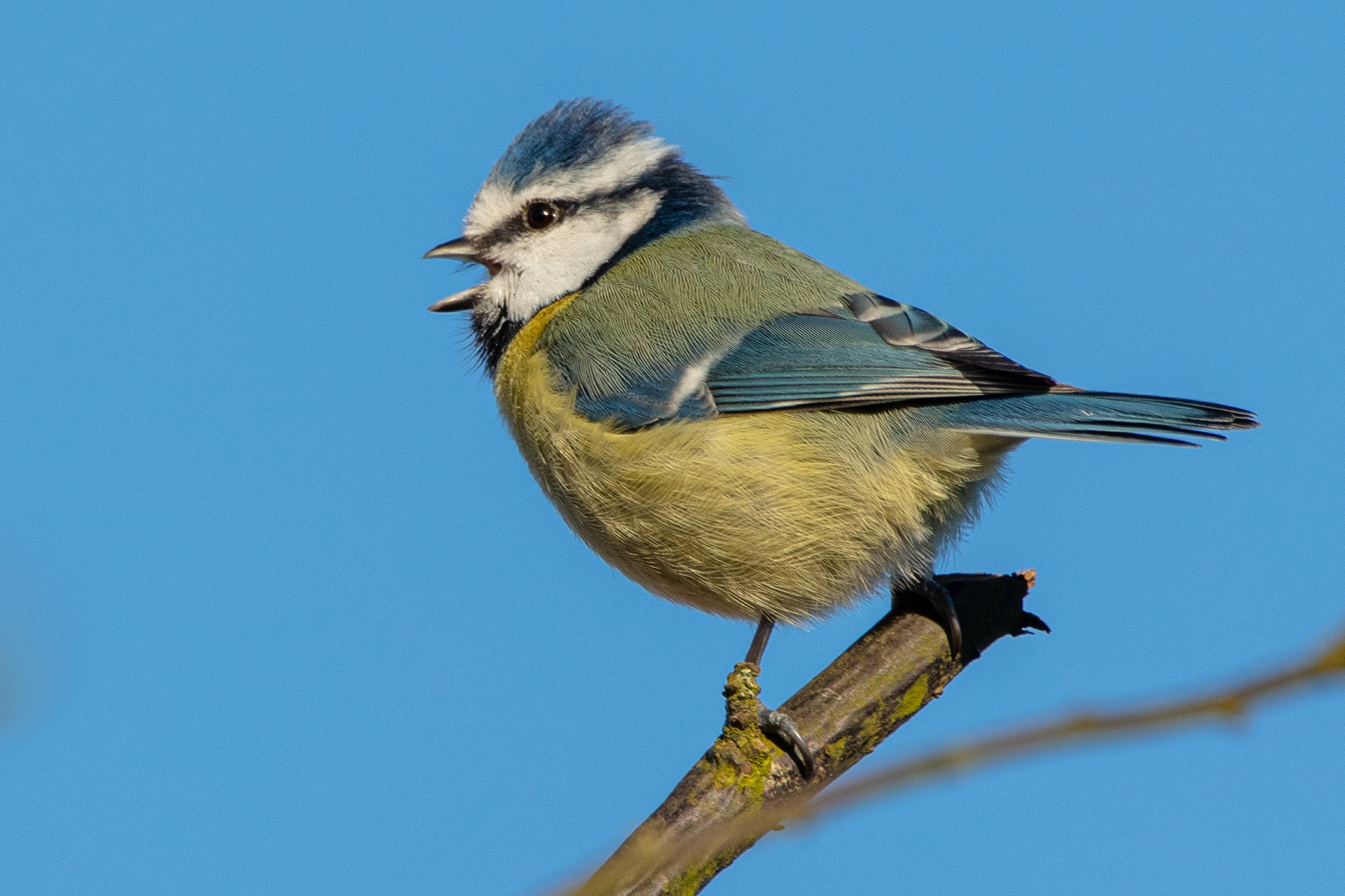 Blue Tit