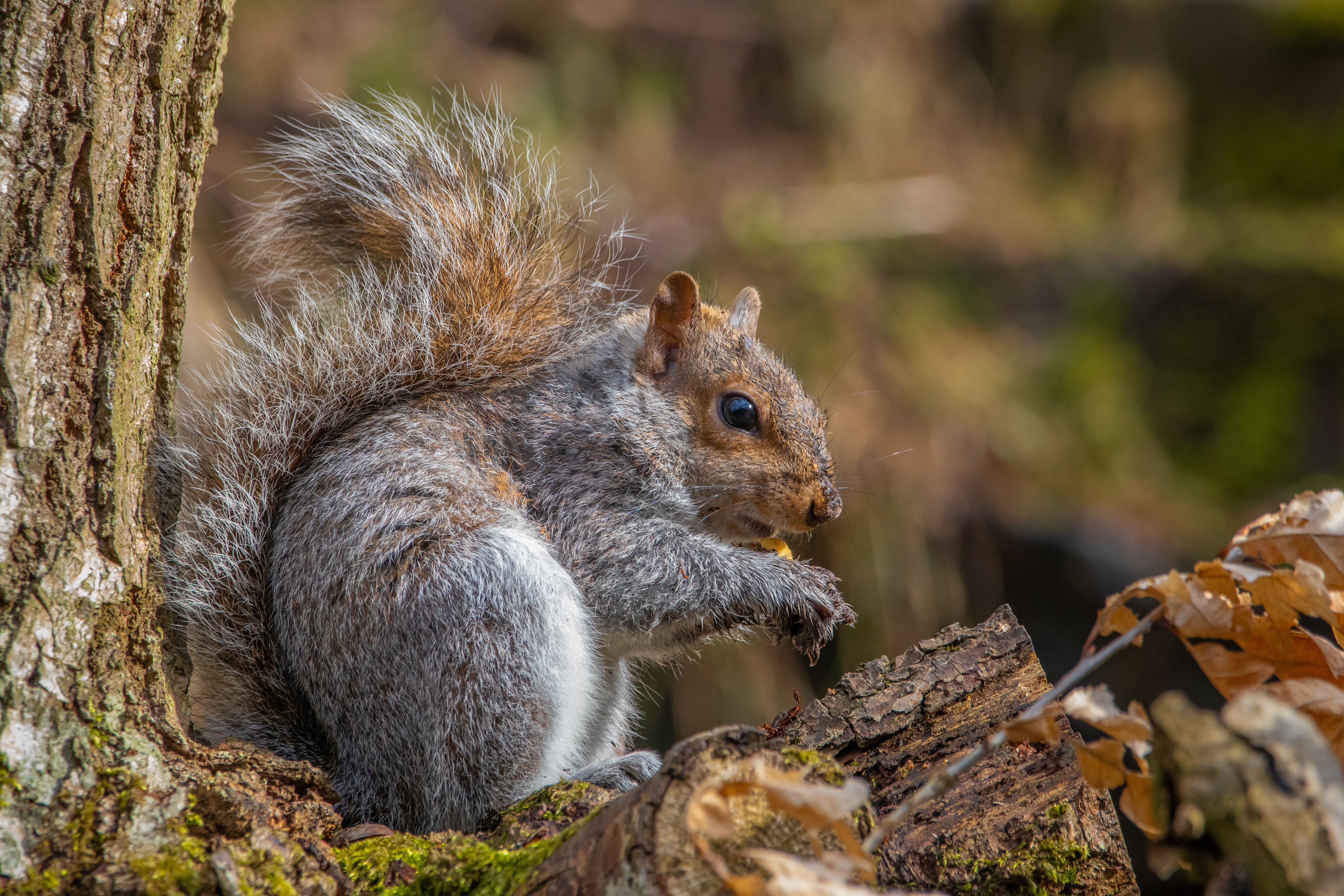 Grey Squirrel 