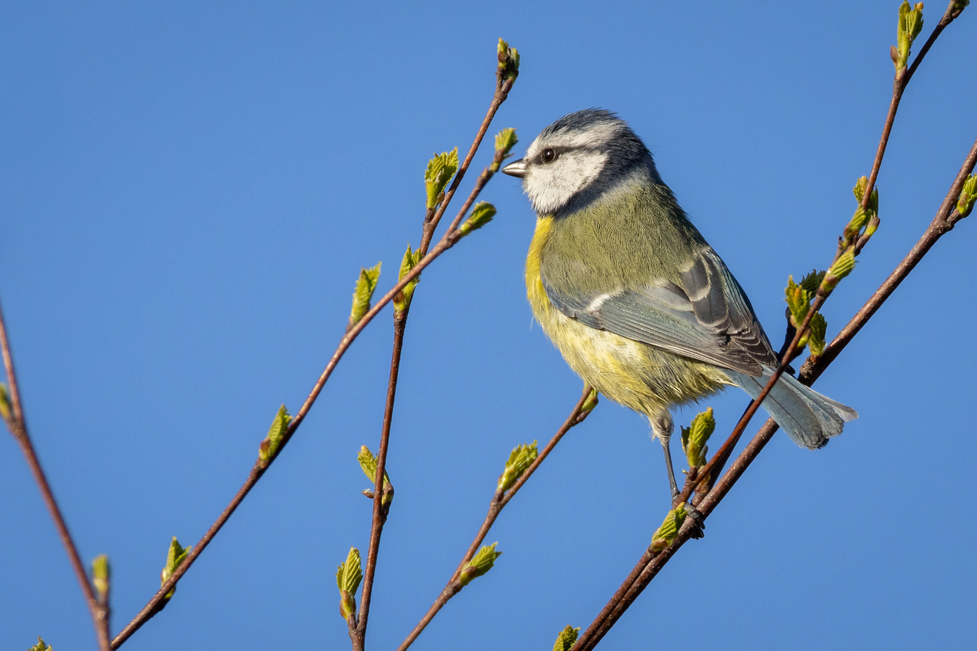 Blue Tit