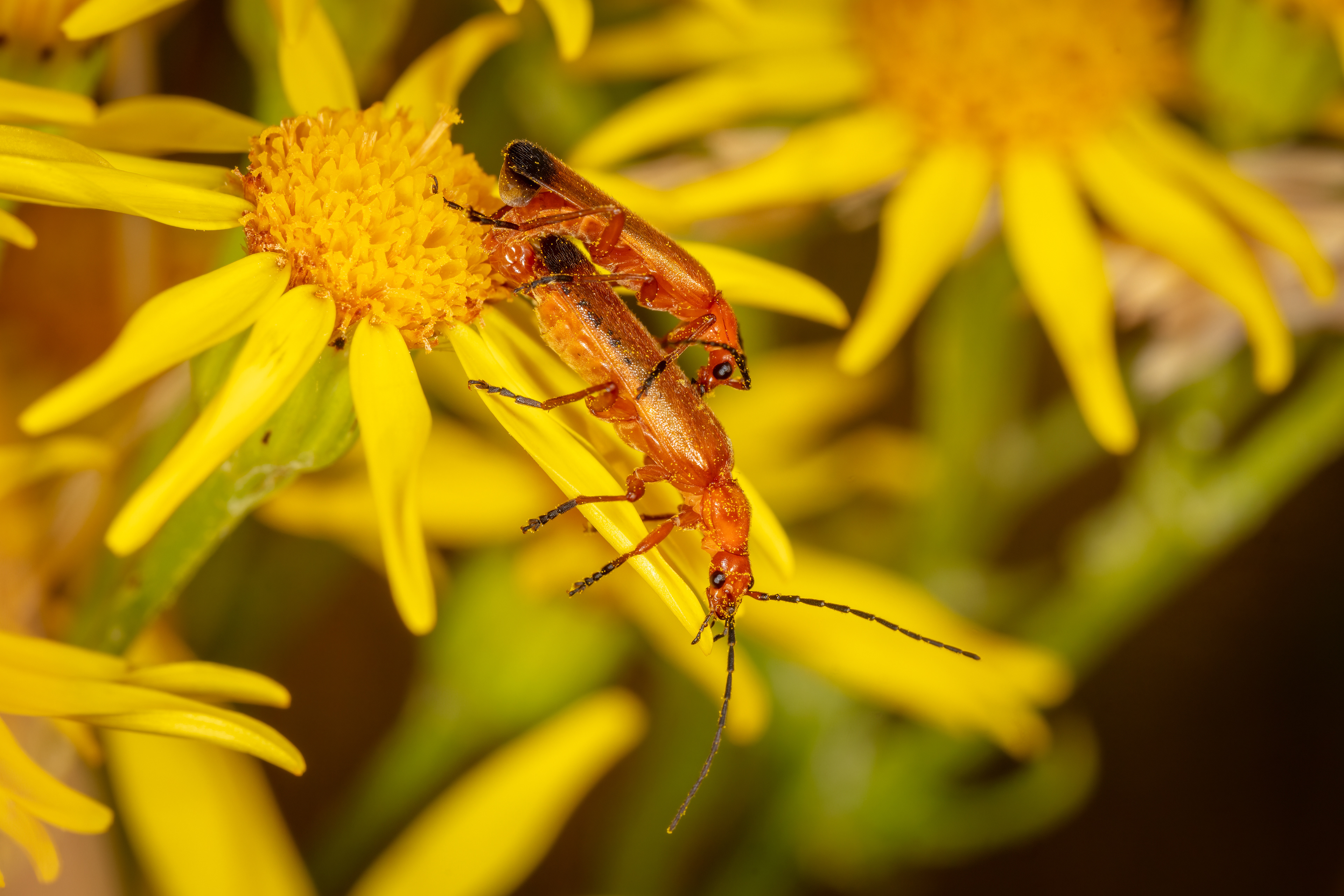 Soldier Beetles