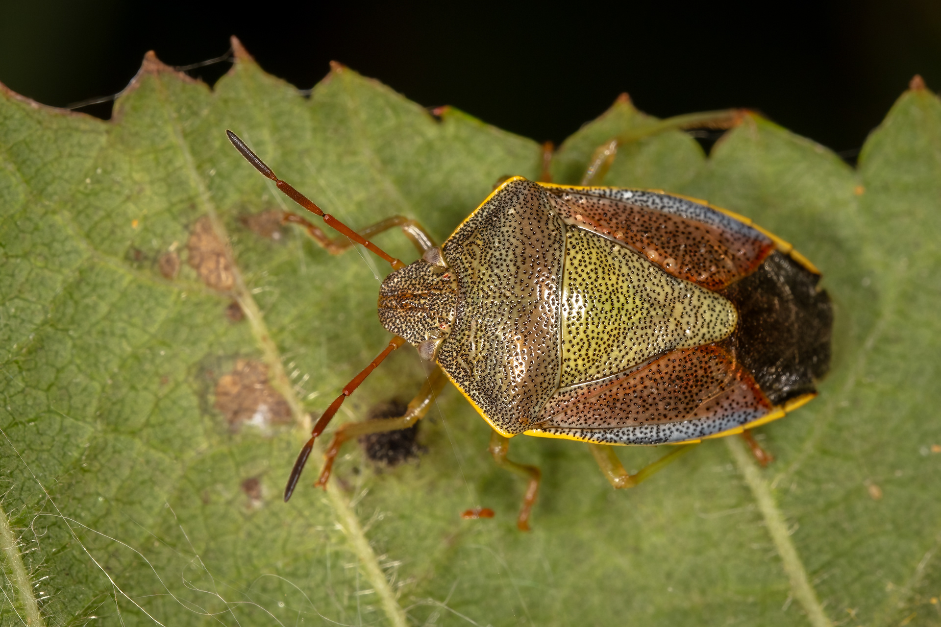 Gorse Shieldbug