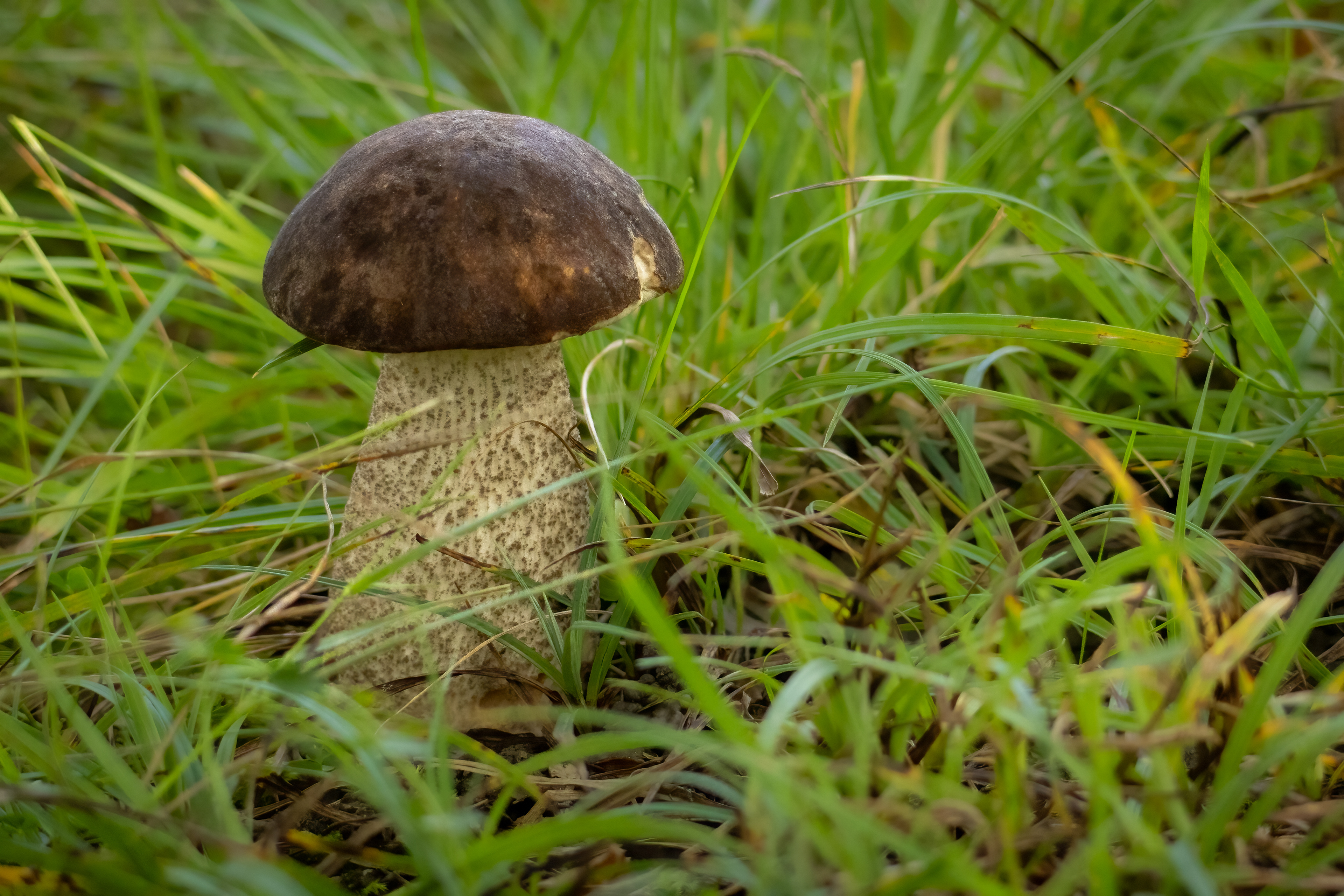 Brown Bolete