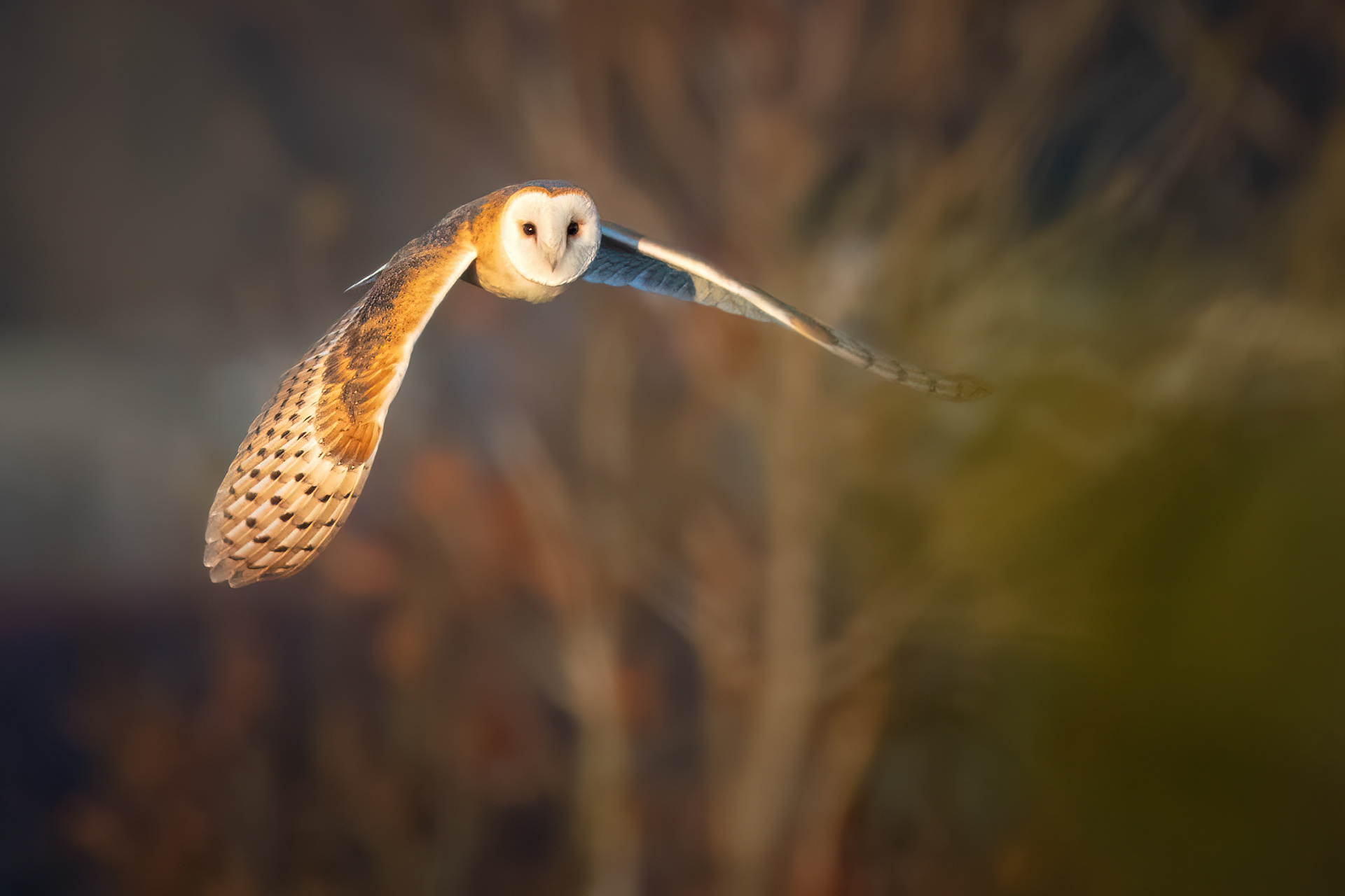 Barn Owl