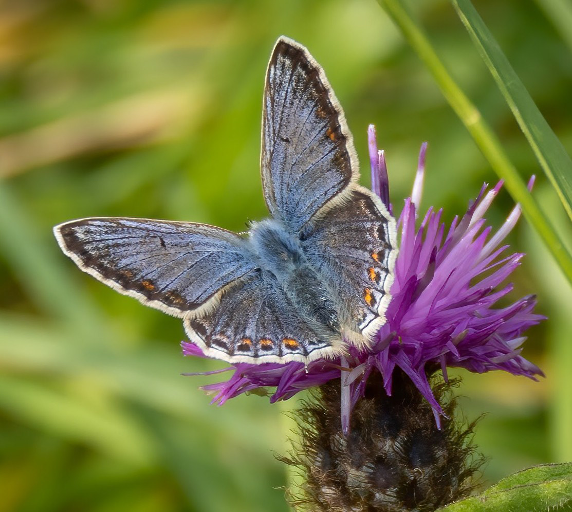 Common Blue Butterfly (female)