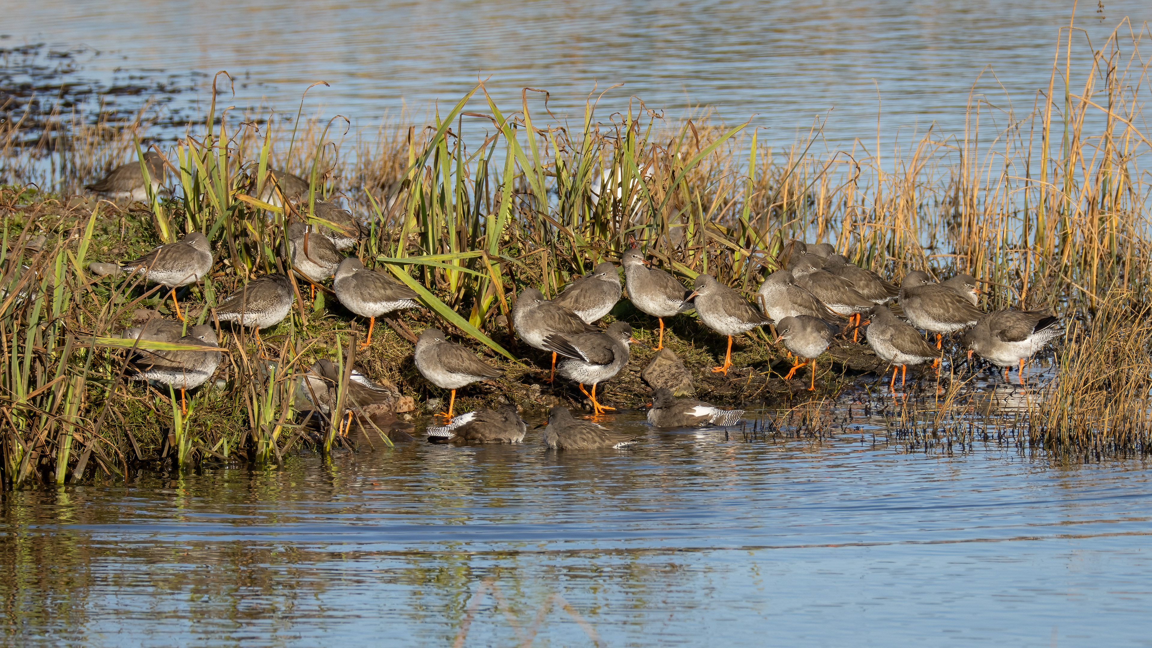 Redshanks