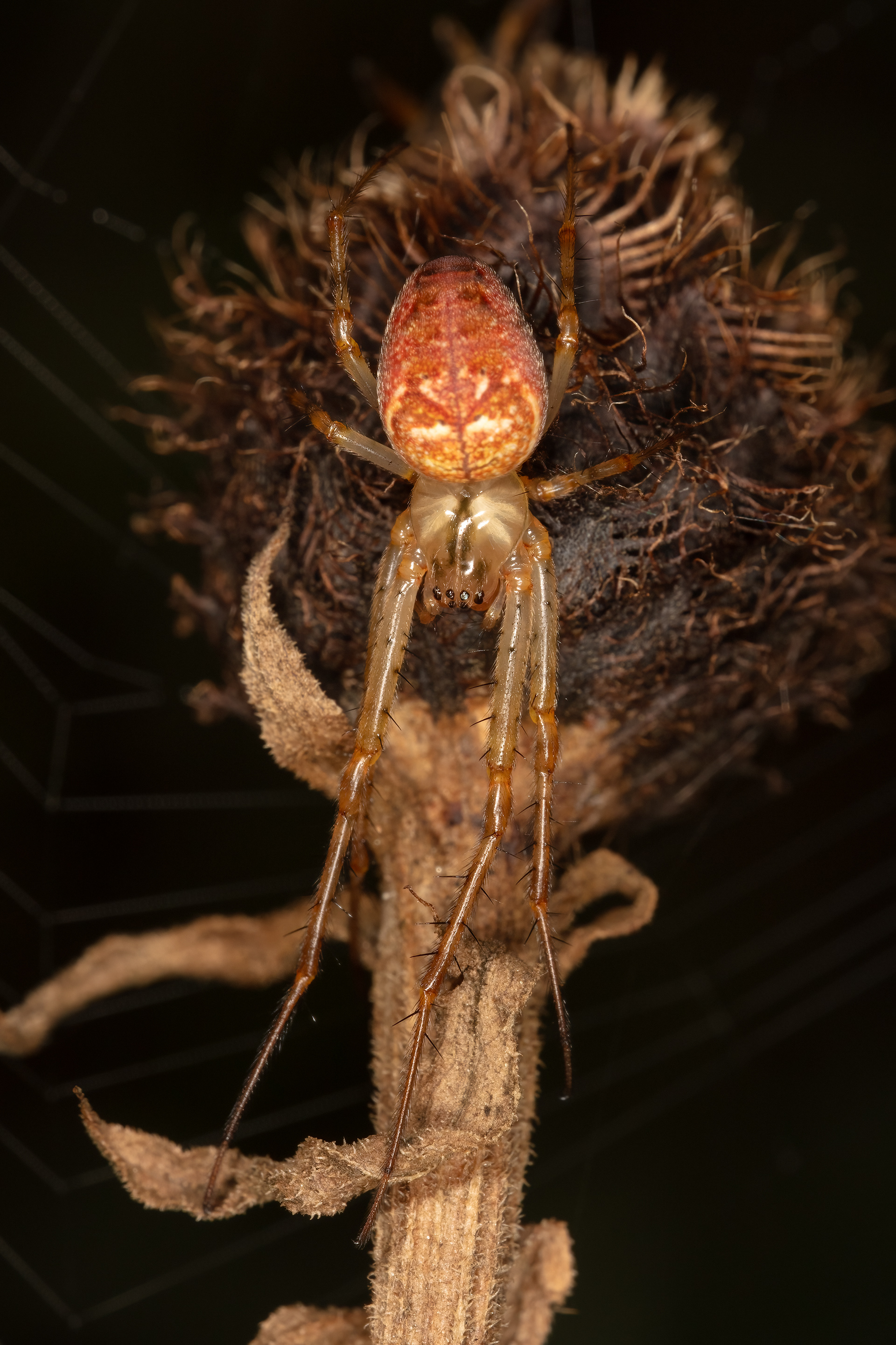 Orb weaver spider