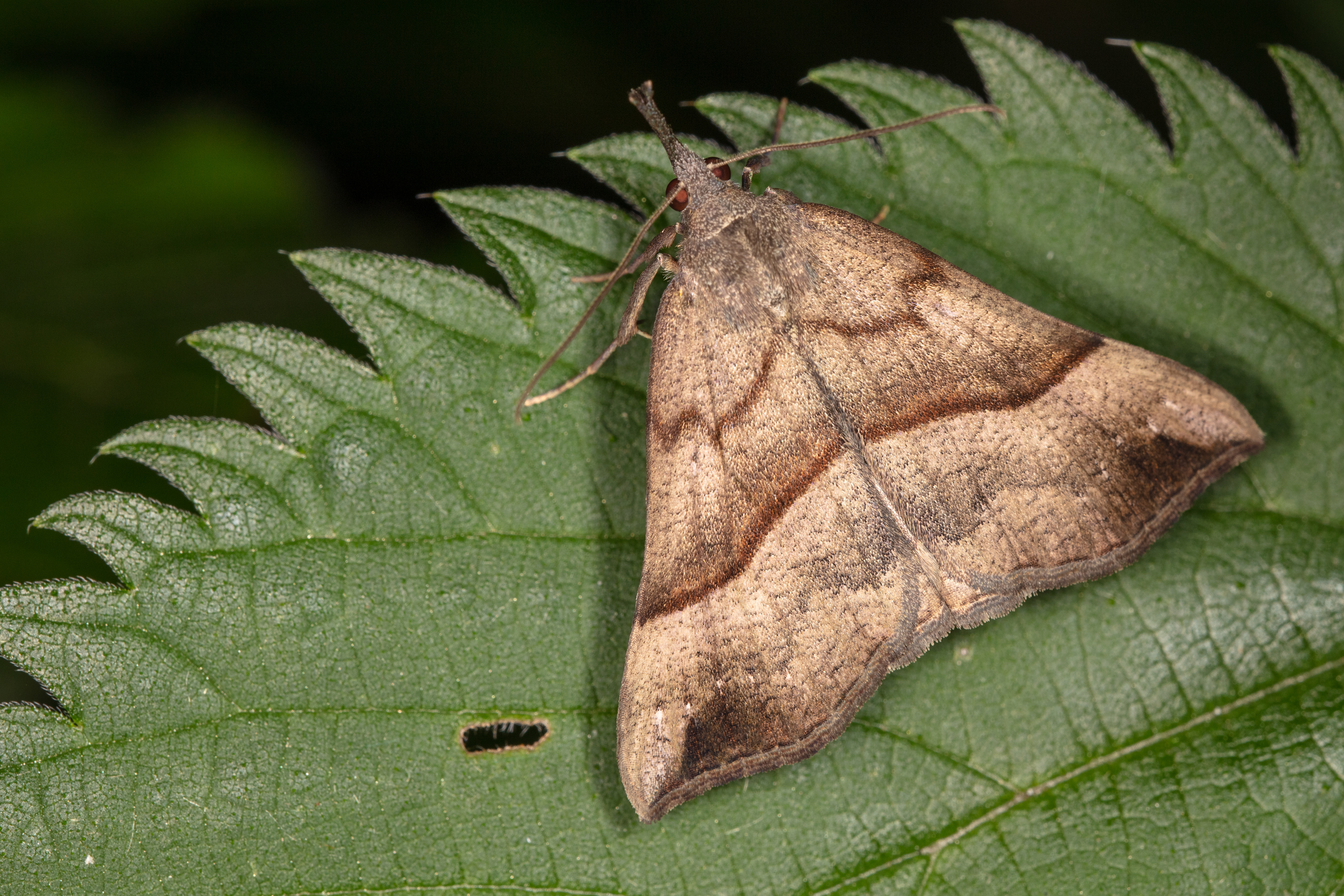 Snout Moth