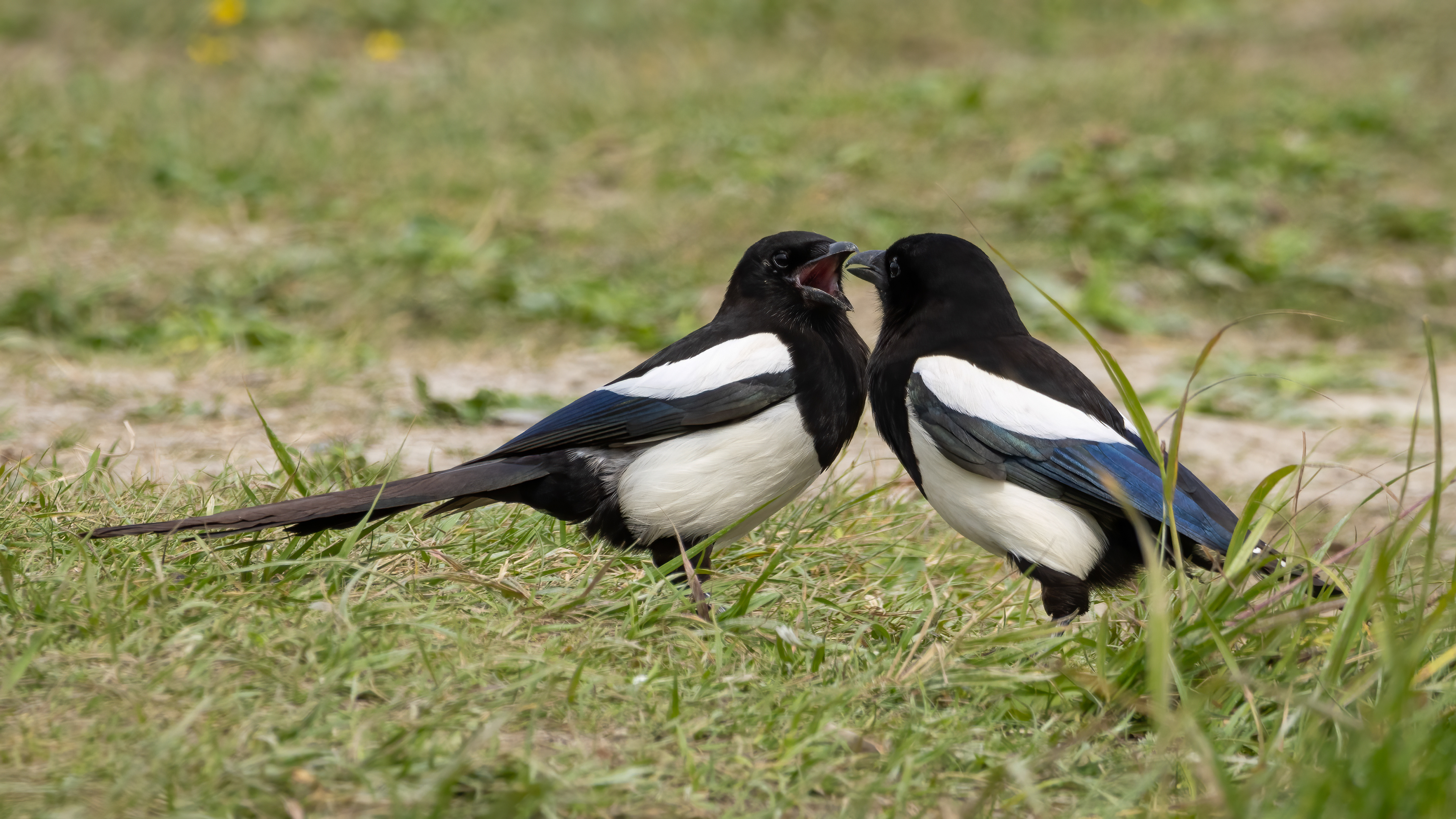Magpies