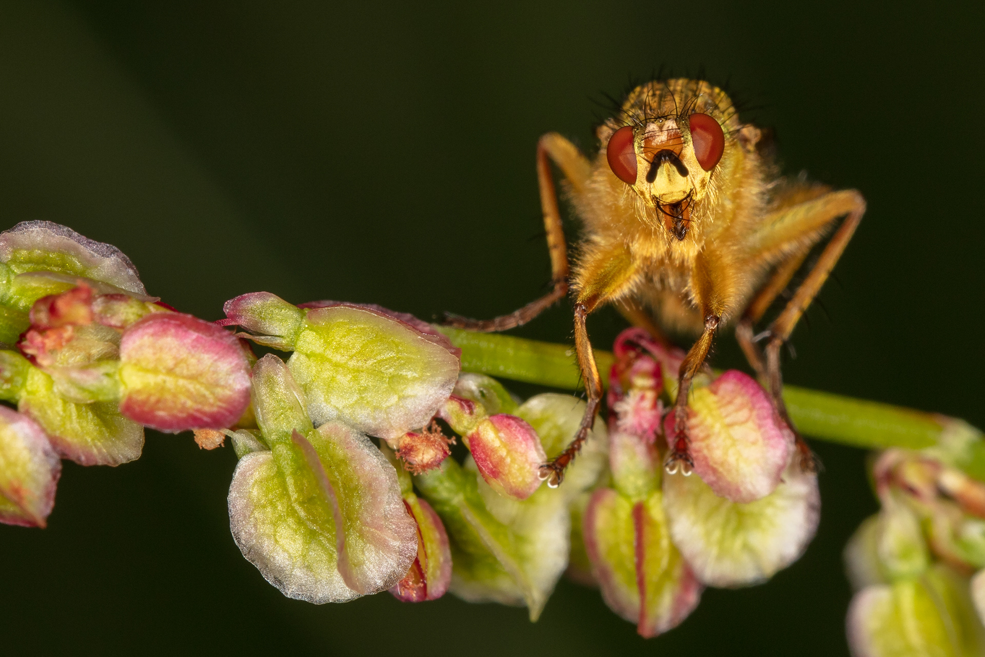 Yellow Dung Fly