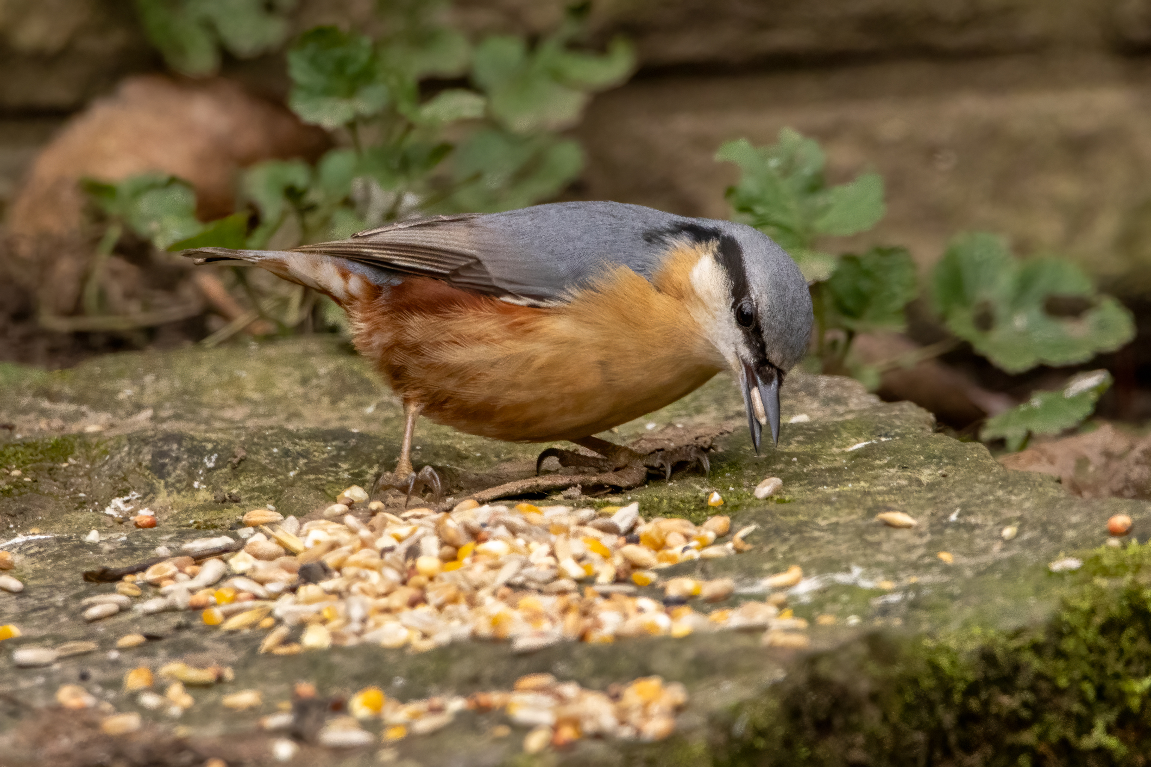 Nuthatch
