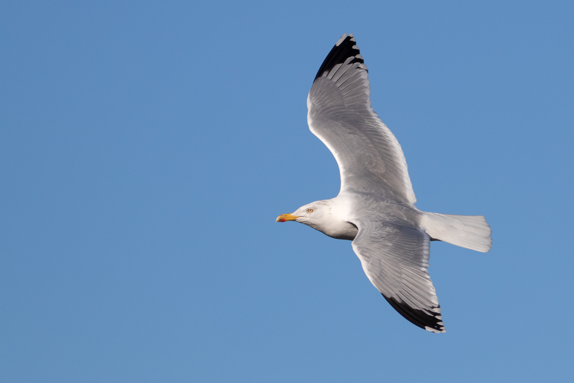 Herring Gull