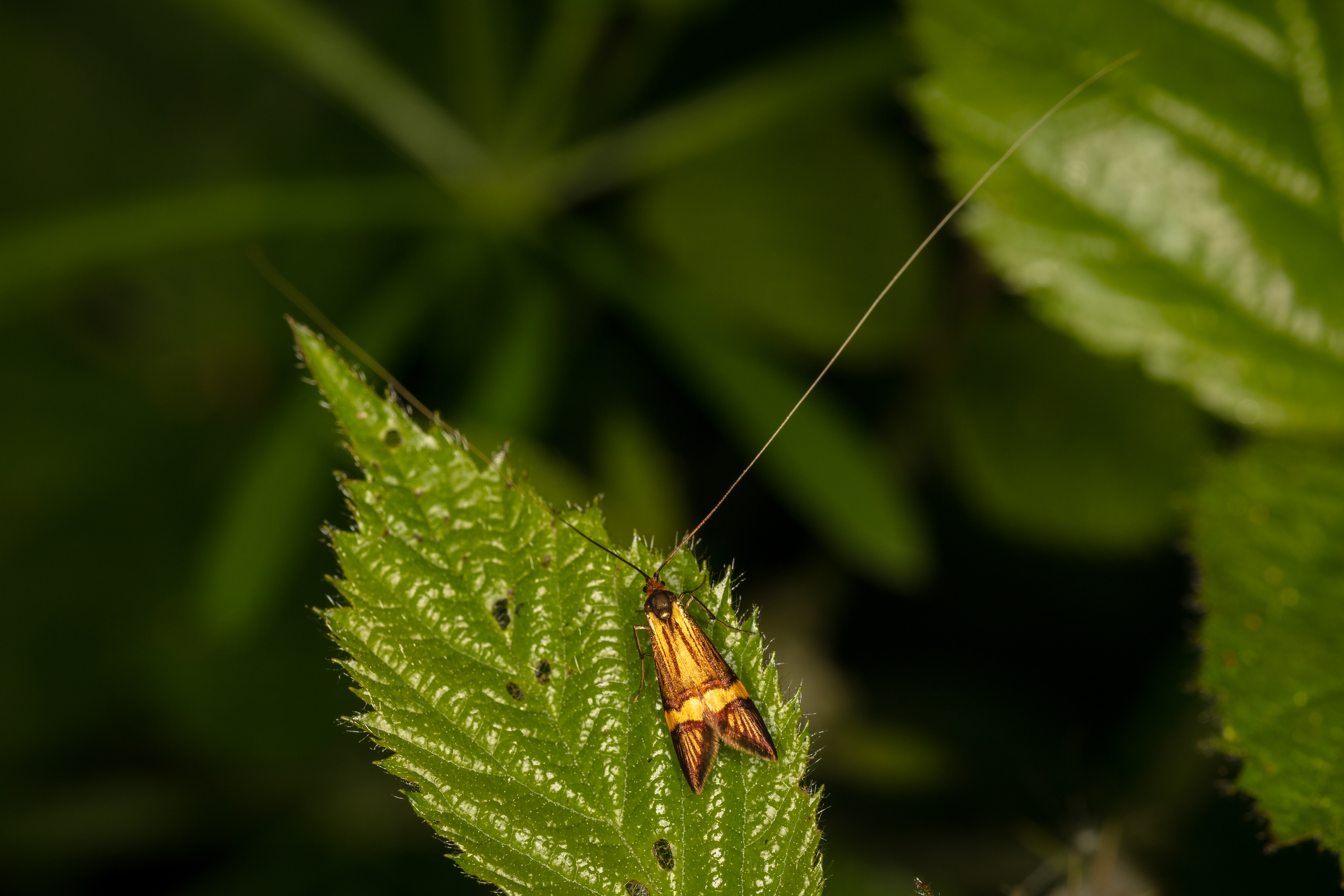 Longhorn Moth