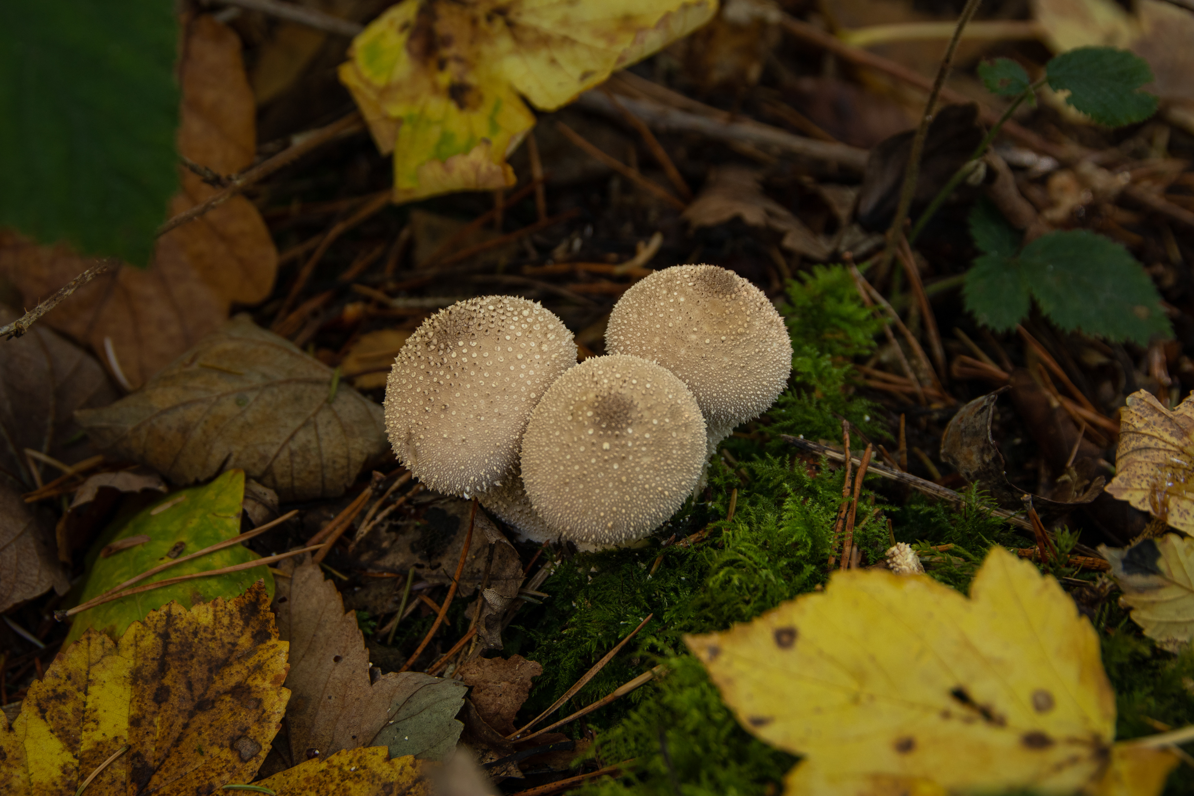 Common Puffball