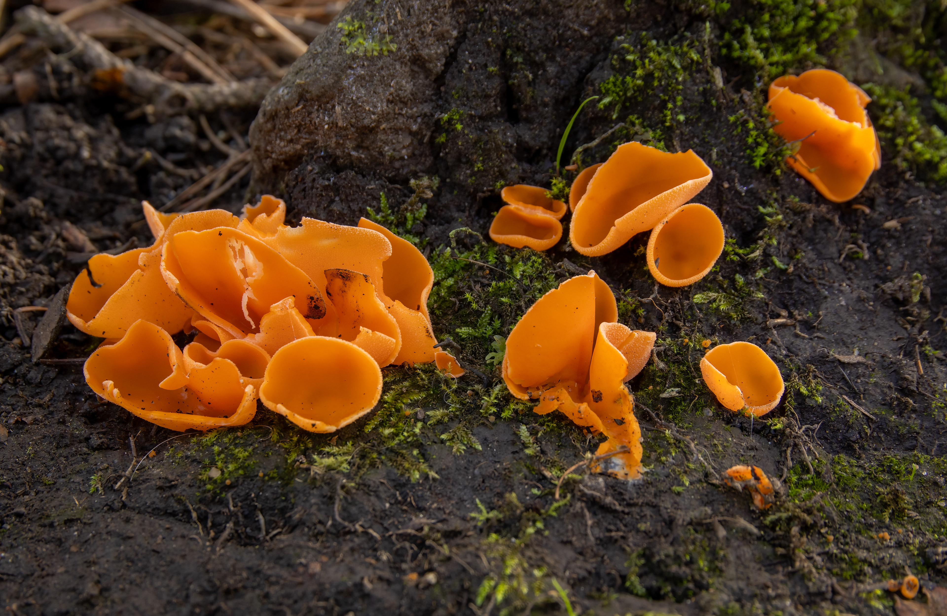 Orange Peel