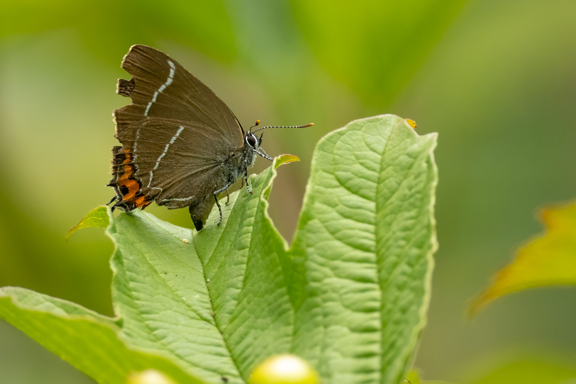 White-letter Hairstreak Butterfly 