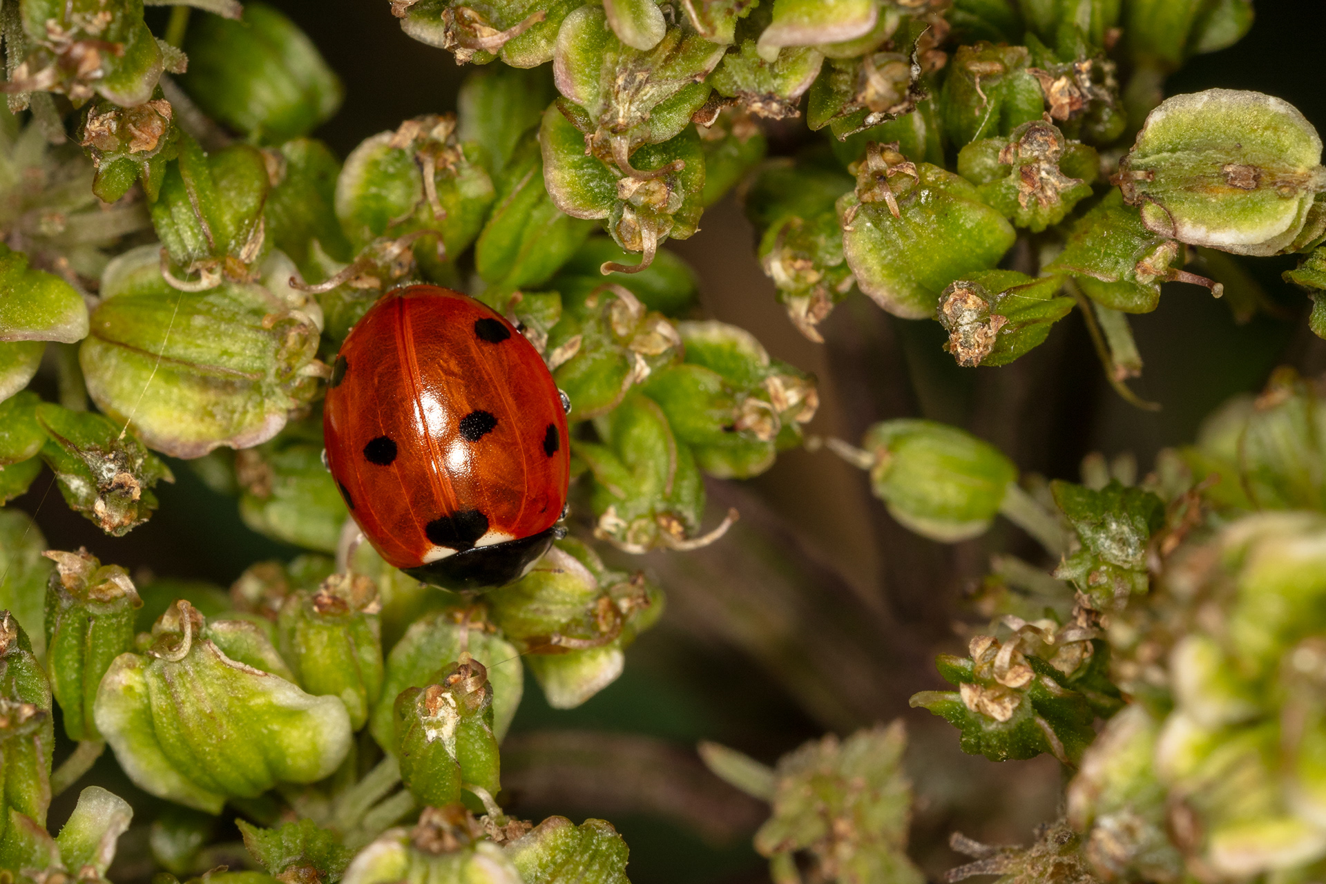 7-spot ladybird