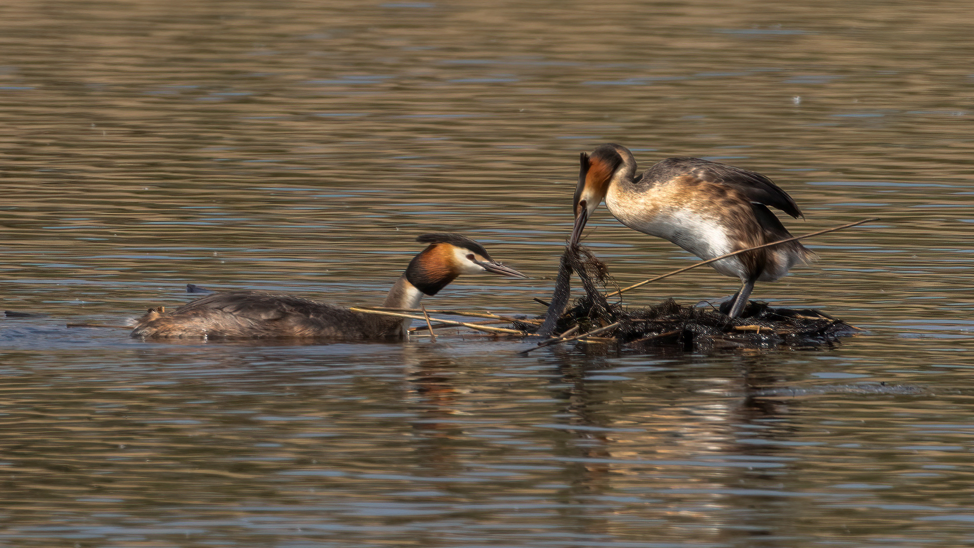 Great Crested Grebes (nesting)