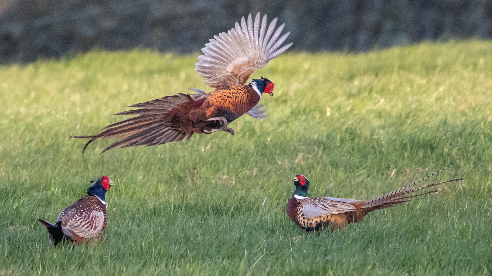Fighting Pheasants