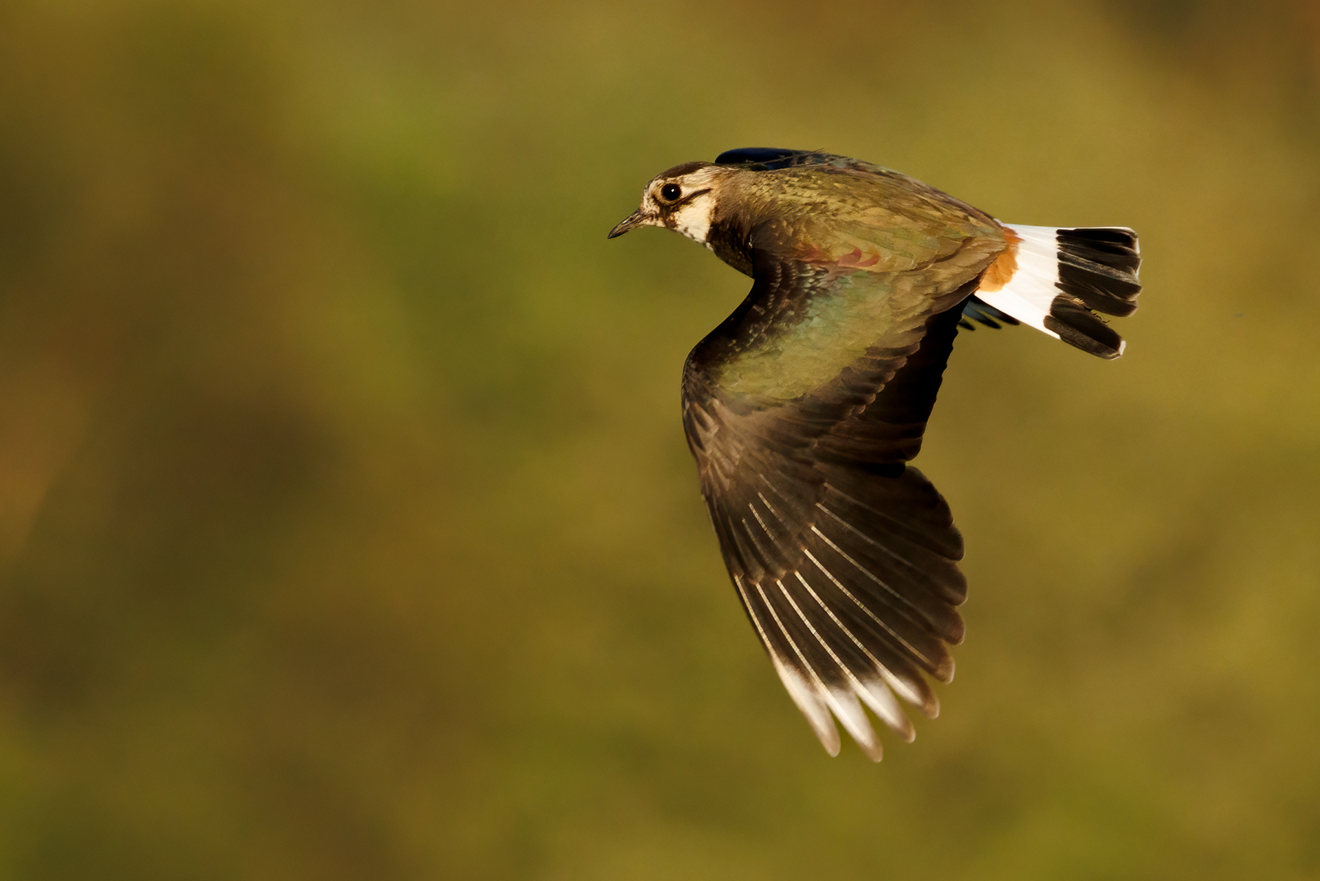 Lapwing