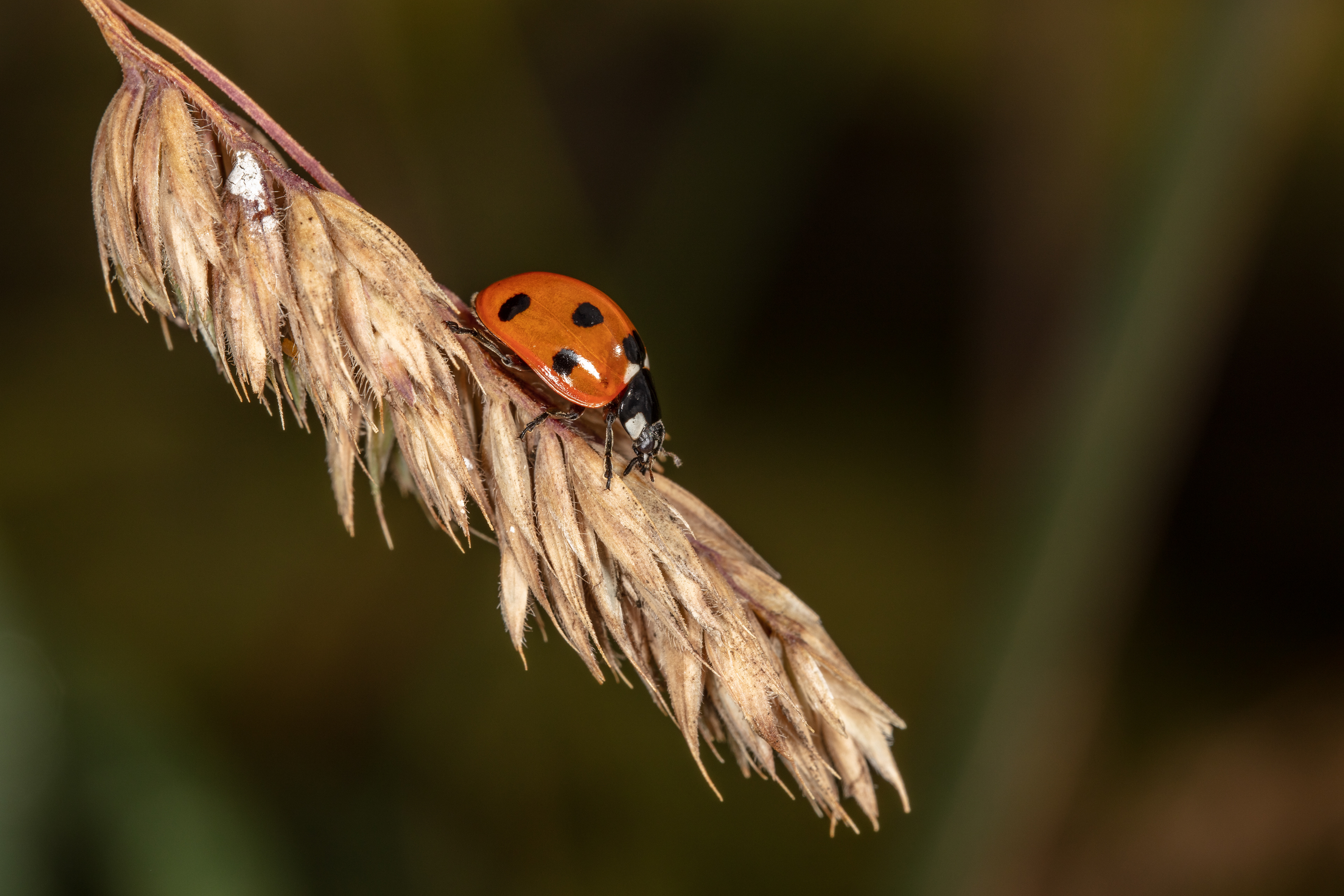 Seven-spot Ladybird