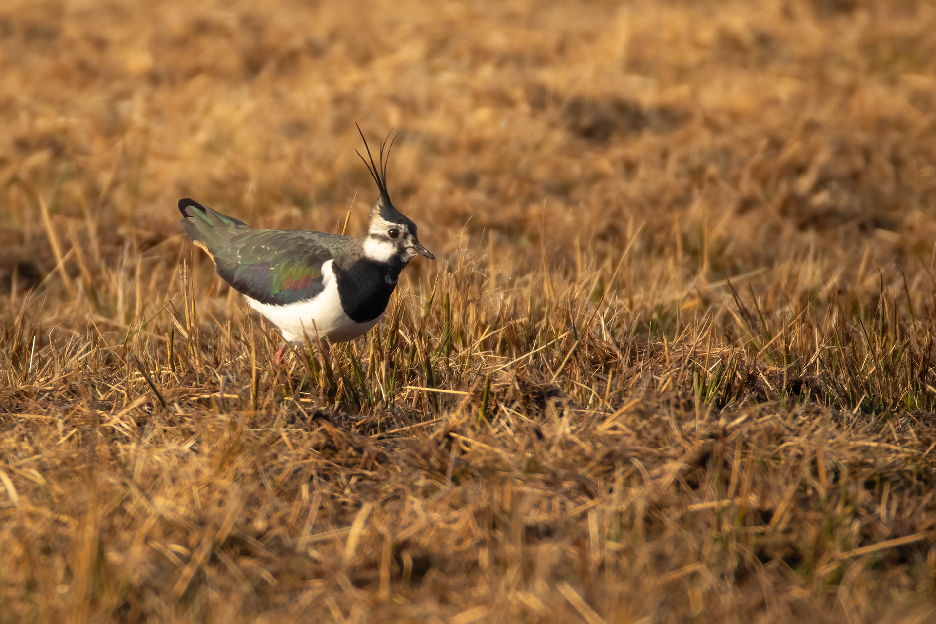 Lapwing