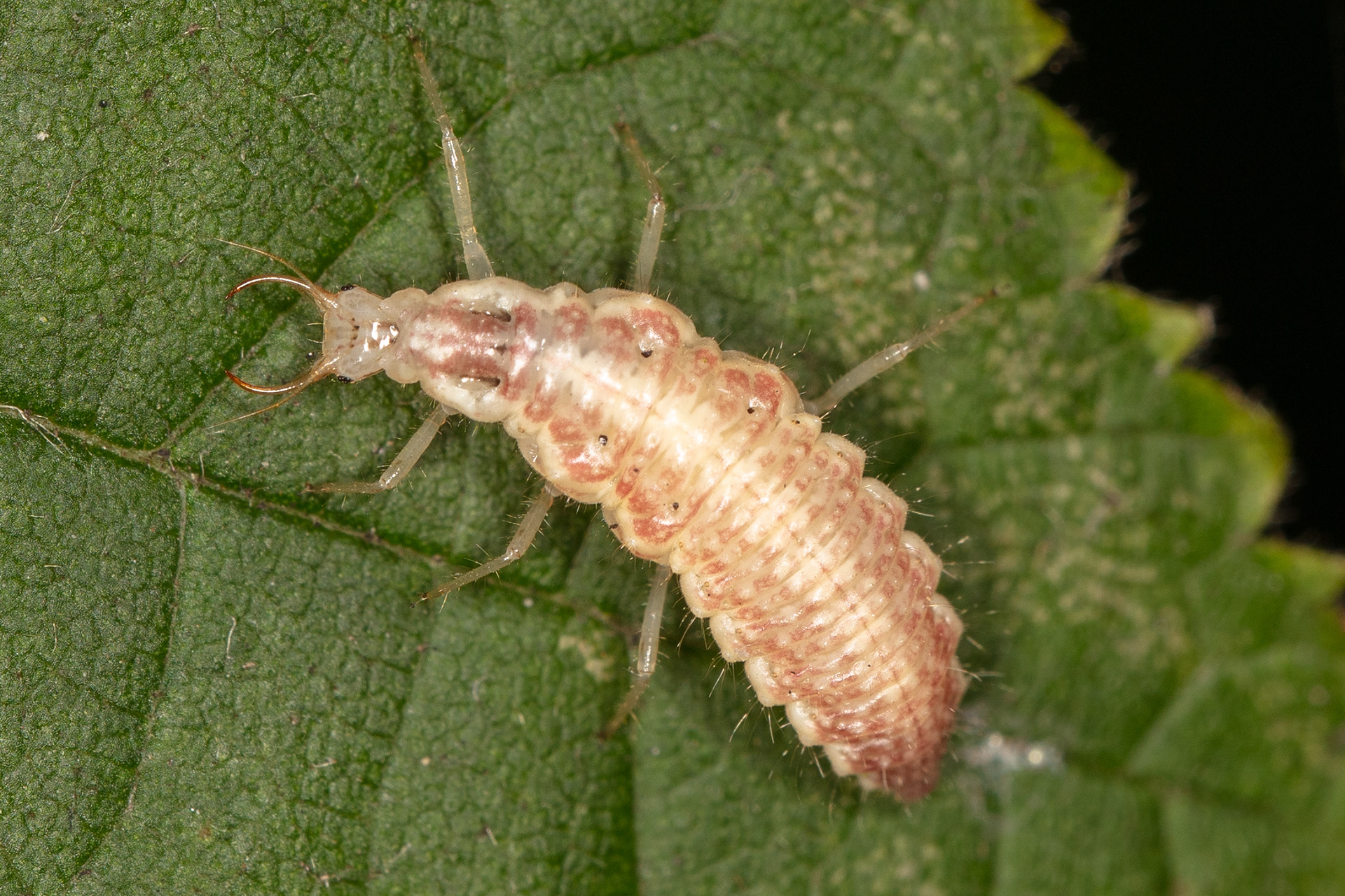 Lacewing Nymph
