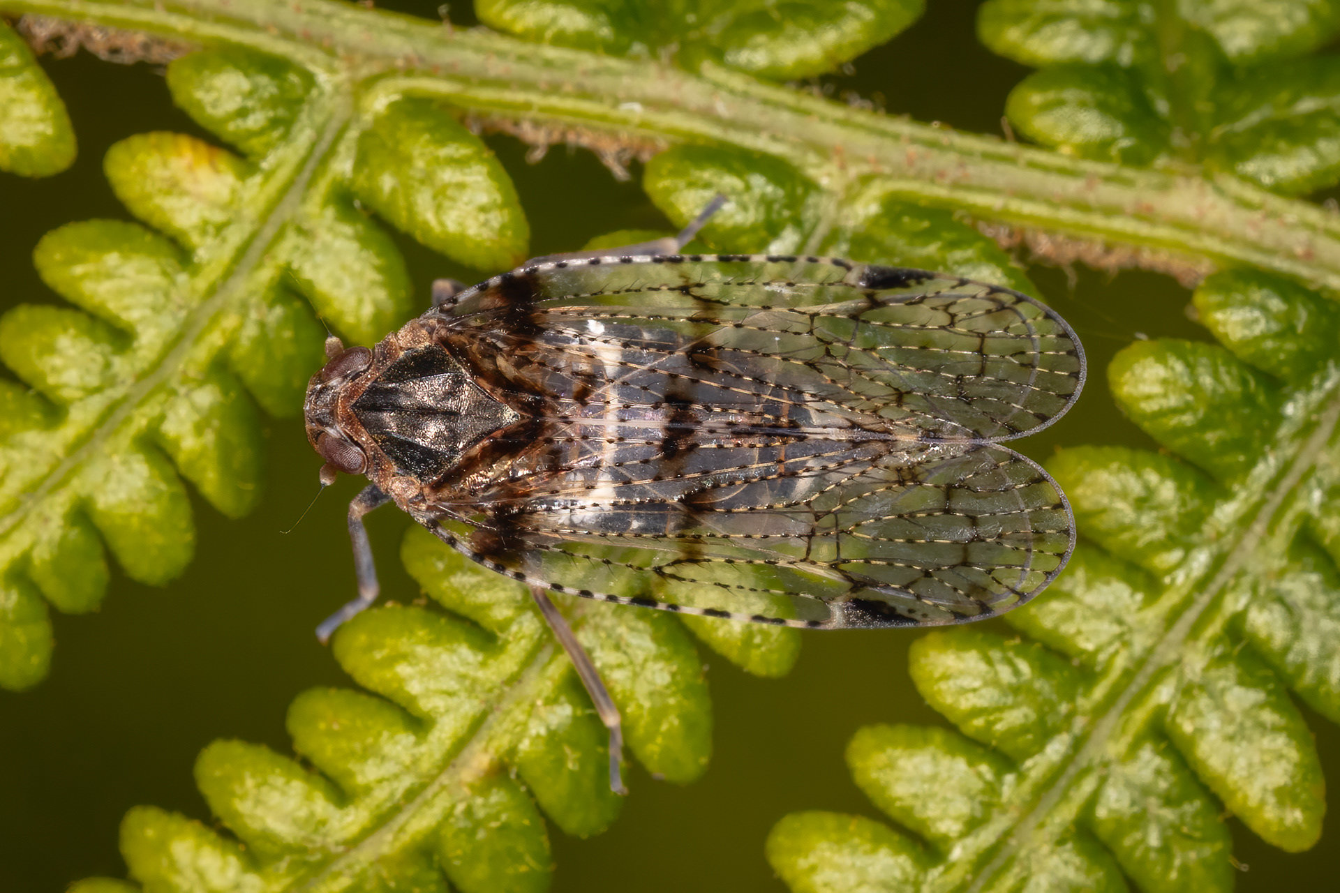 Cixius nervosus (Cixildae)