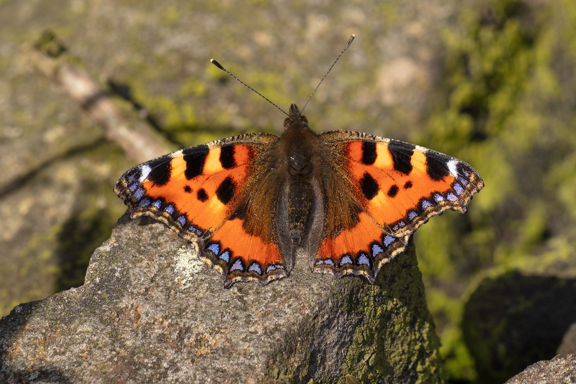 Tortoiseshell Butterfly