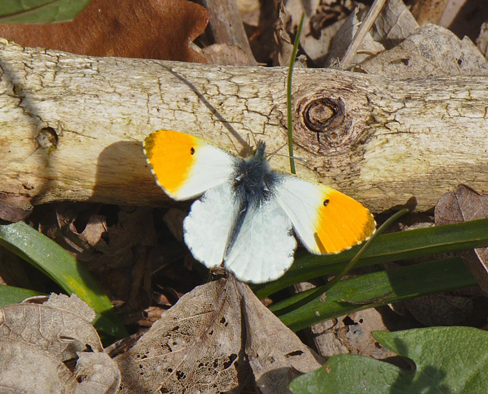 Orange Tip Butterfly (male)