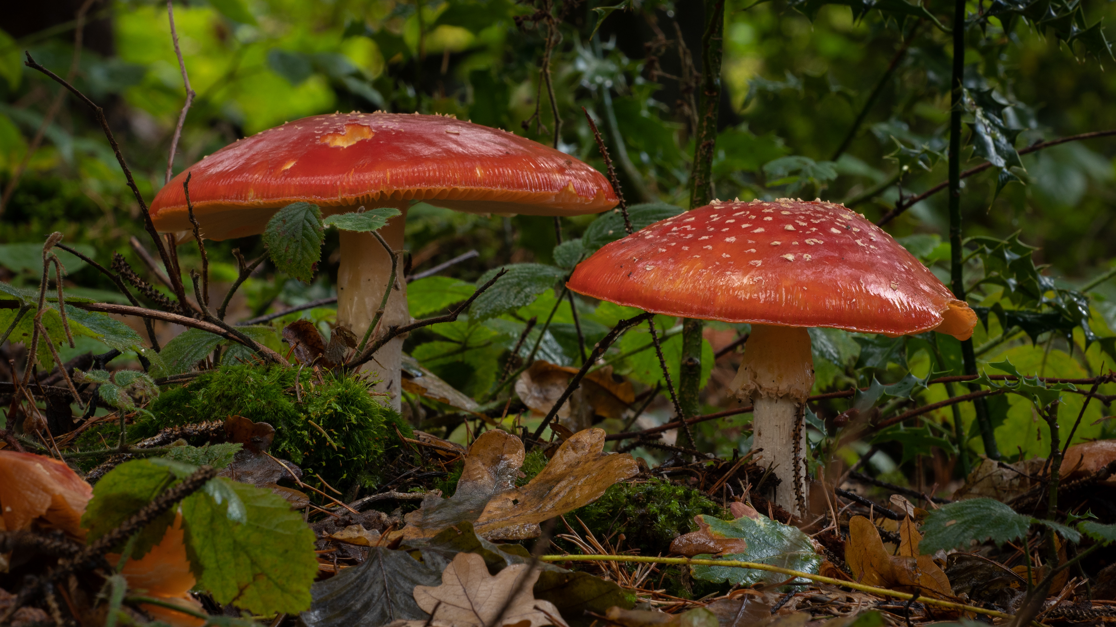 Fly Agaric