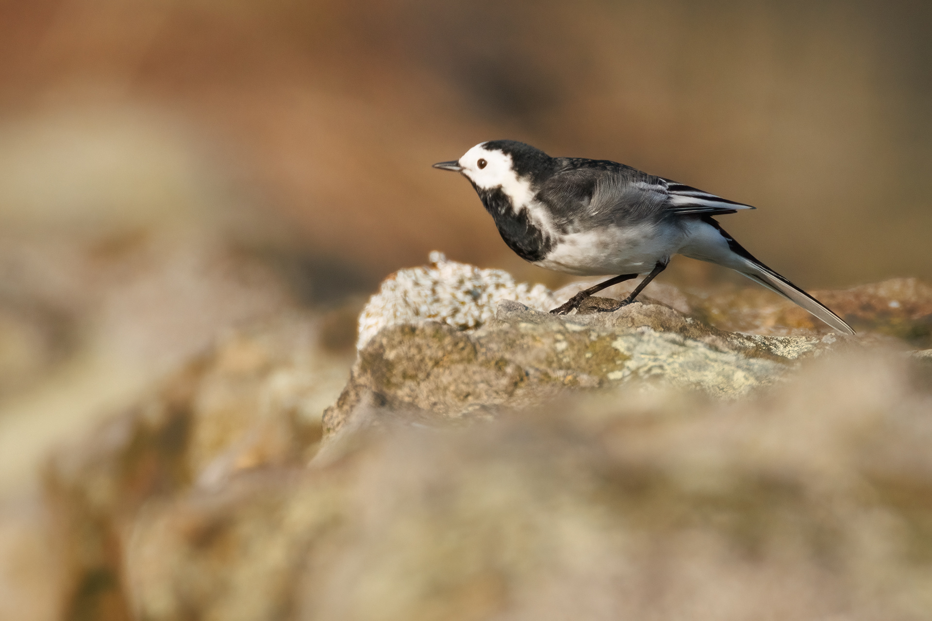 Pied Wagtail