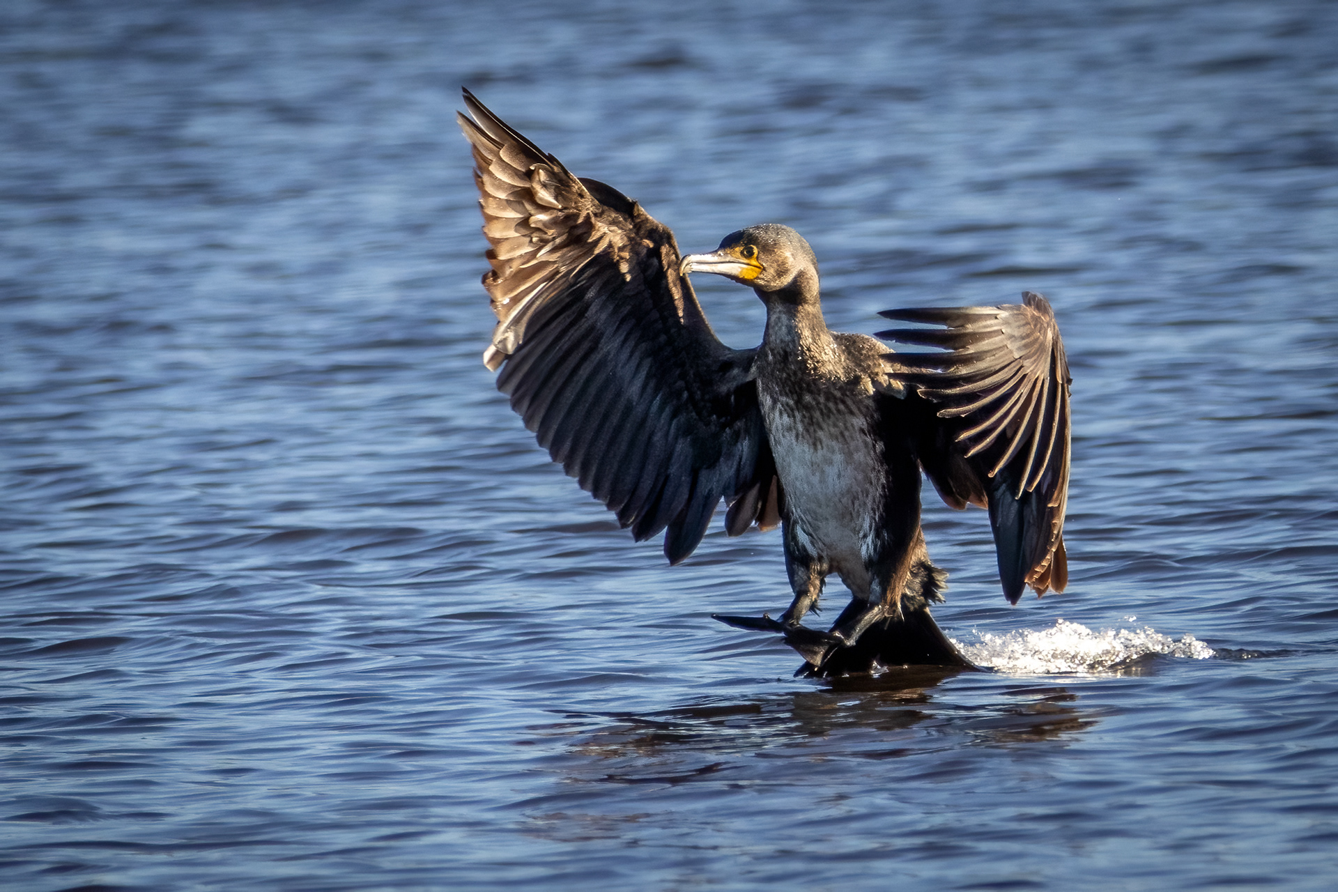 Cormorant