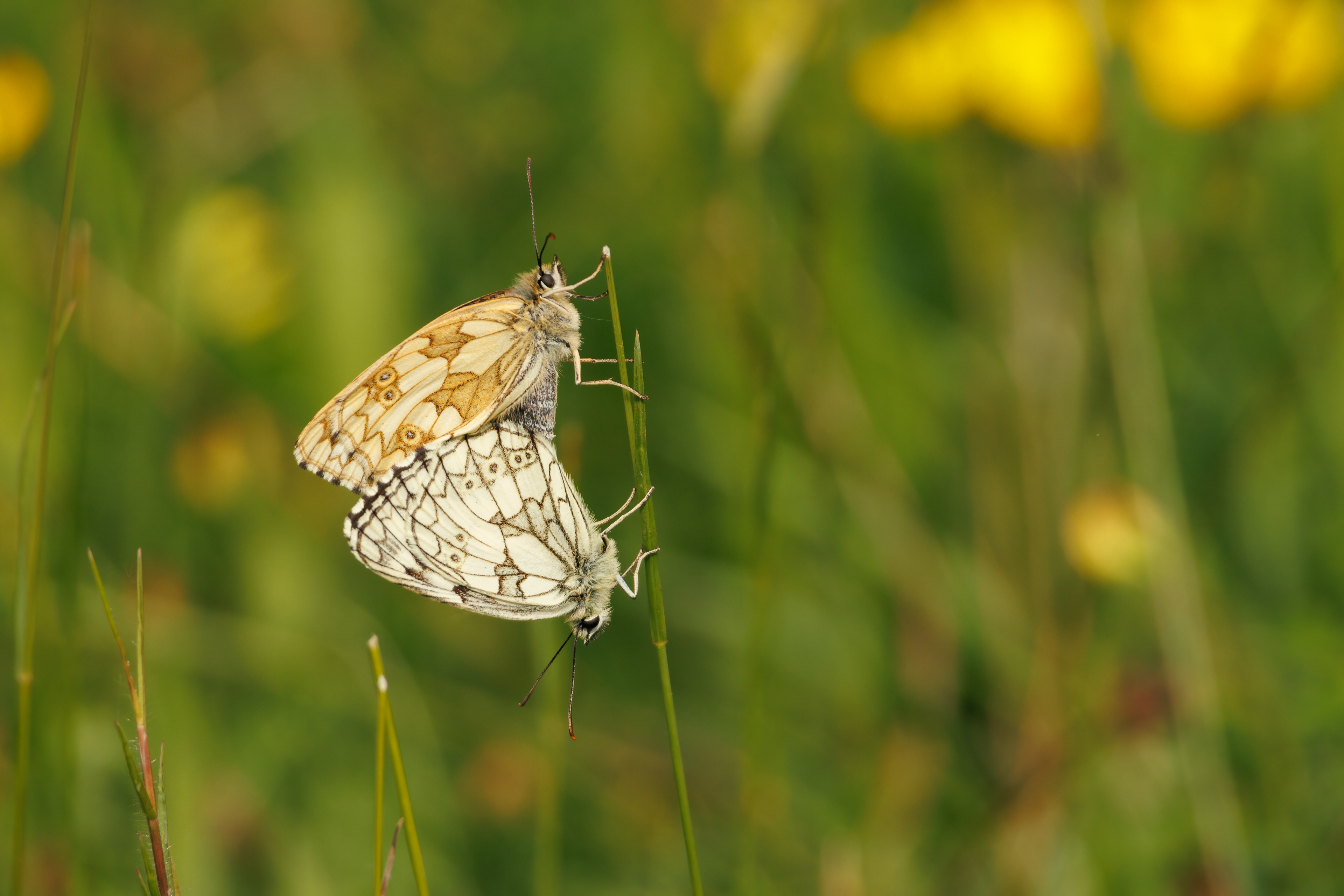 Marbled White Butterflies (mating)
