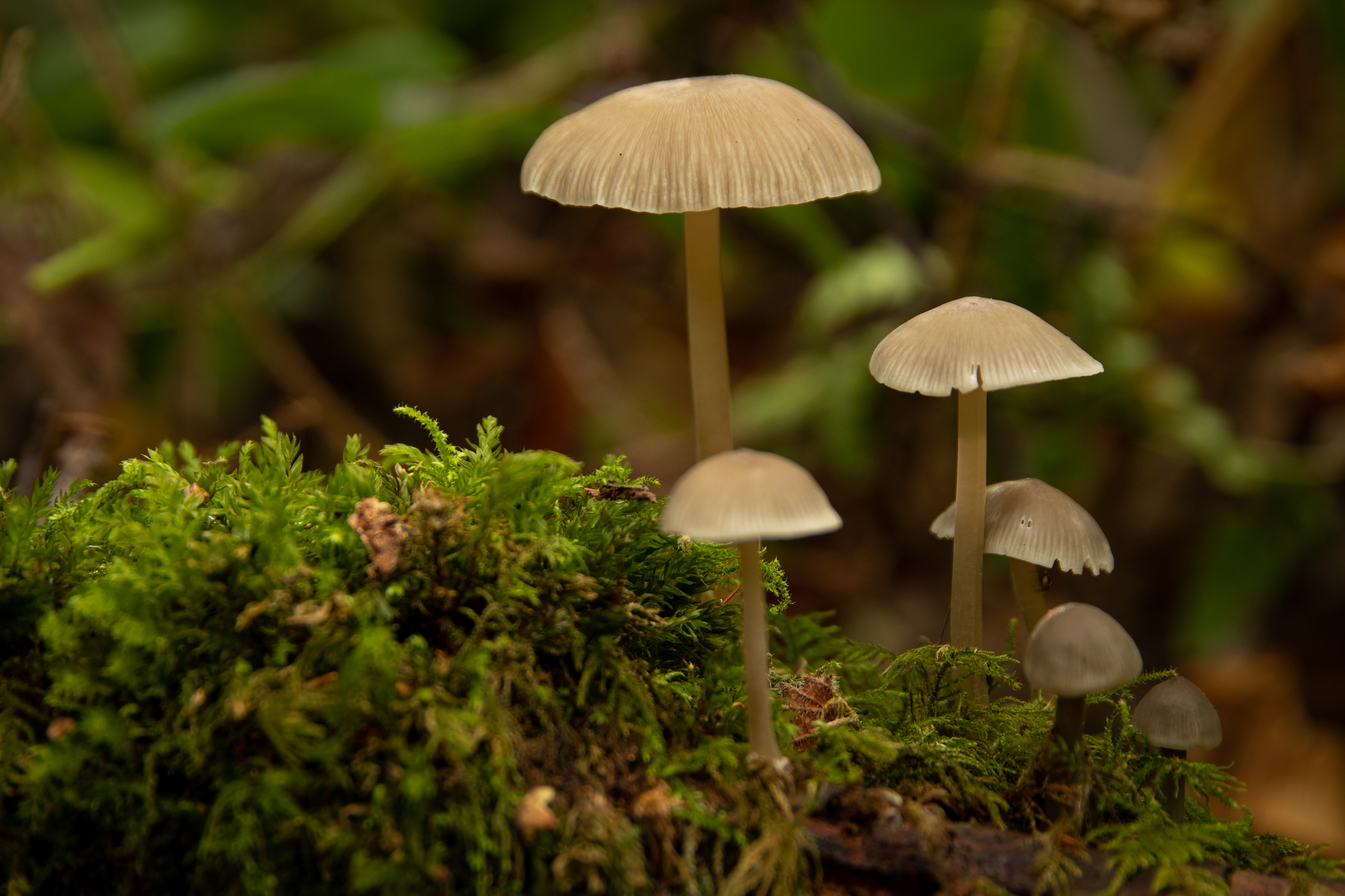 Common Bonnet